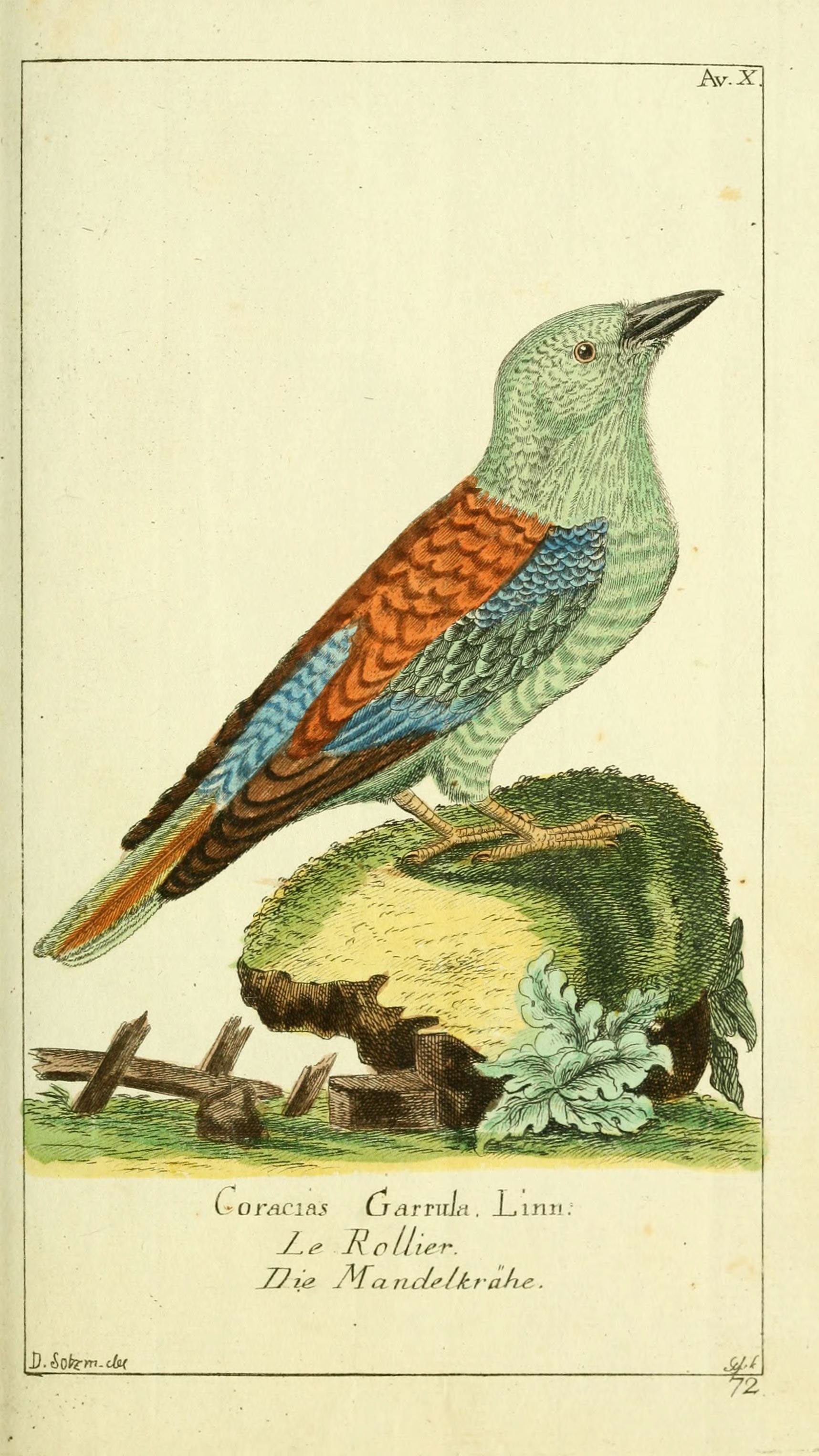 Gemeinnüzzige Naturgeschichte des Thierreichs (Plate 72) (6008534733)