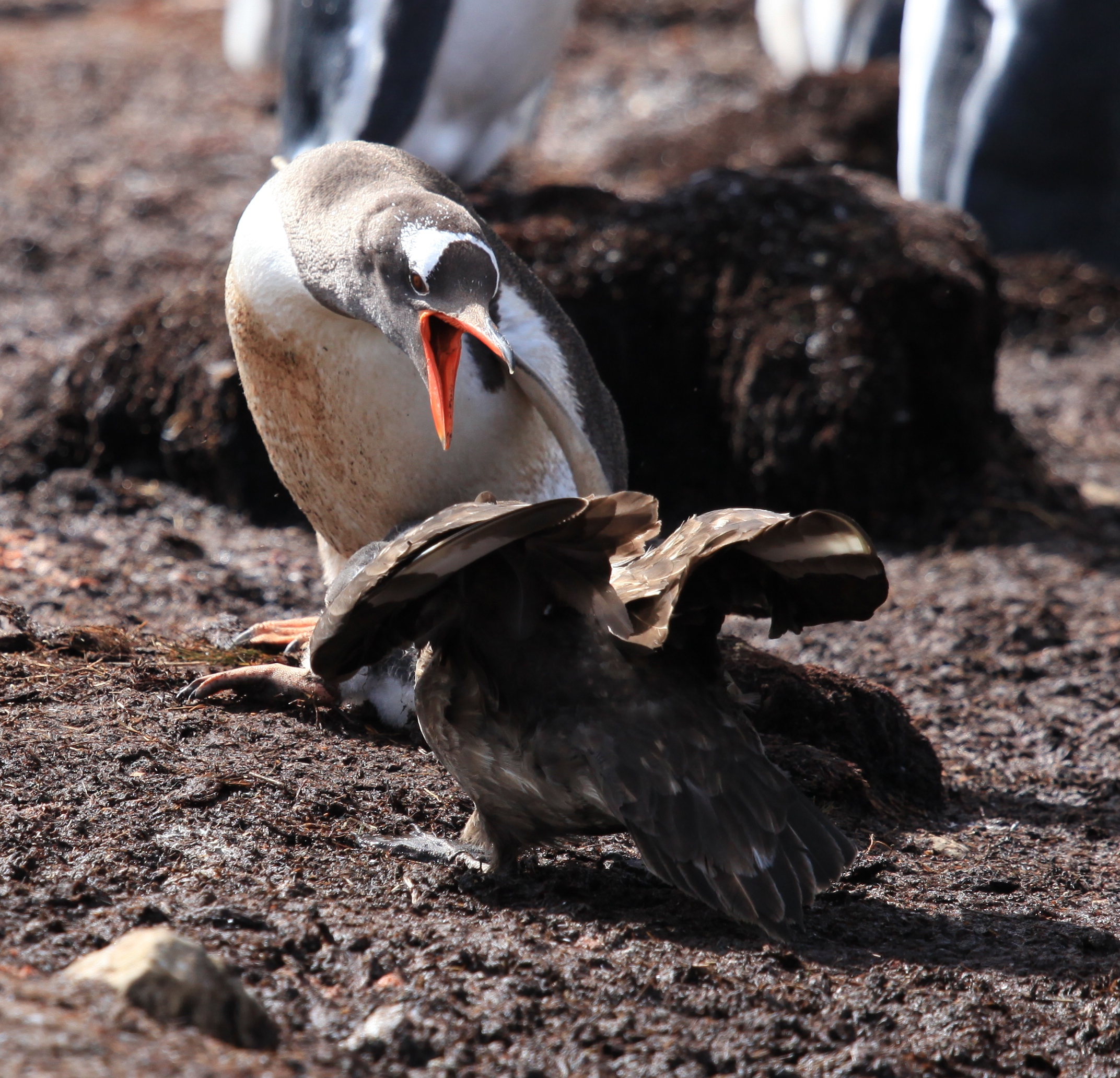 Gentoo Penguin guards its chick from Brown Skuas (5751728470)