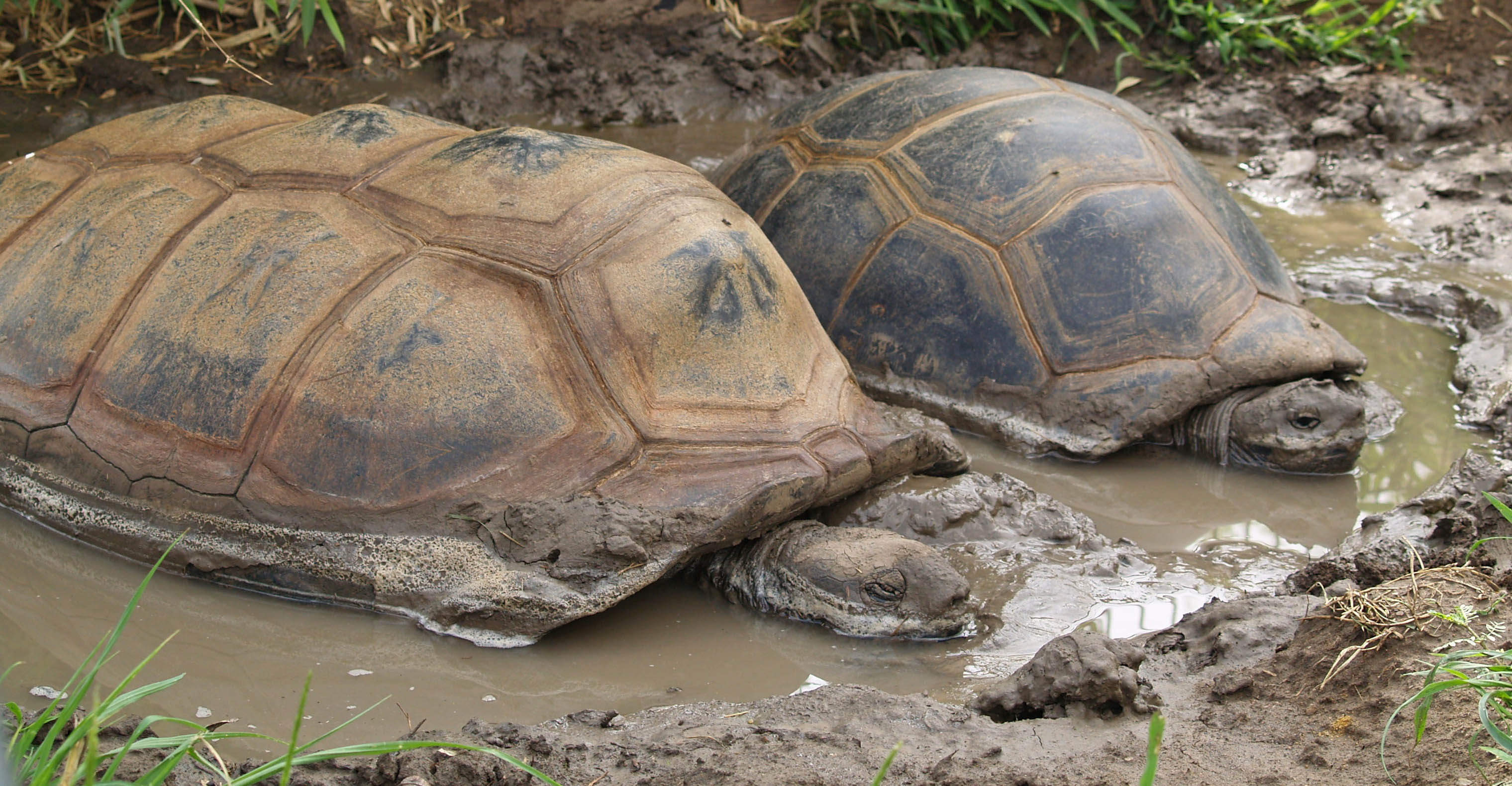 Geochelone gigantea Flickr
