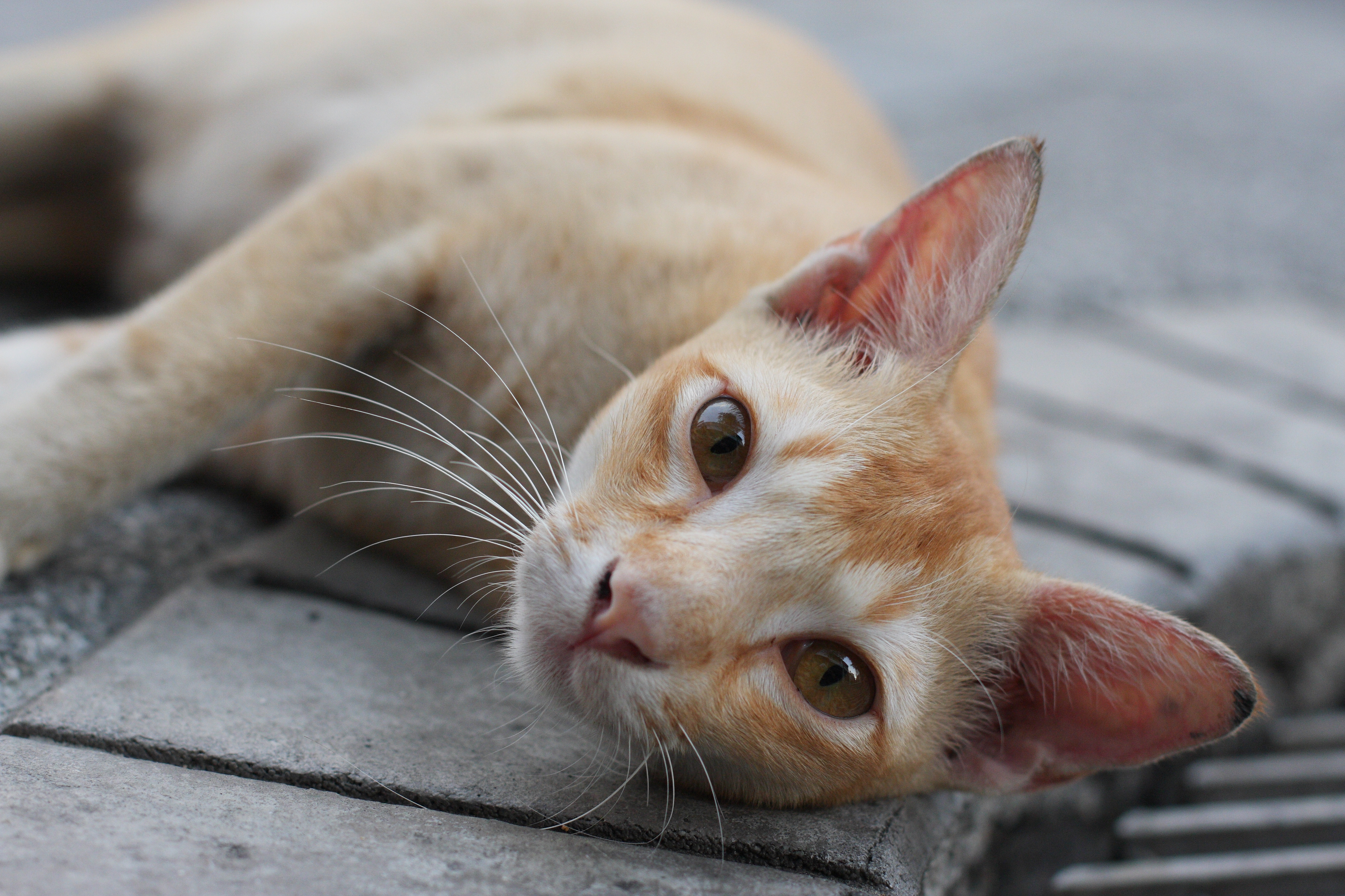 Georgetown, Malaysia (4570496877)