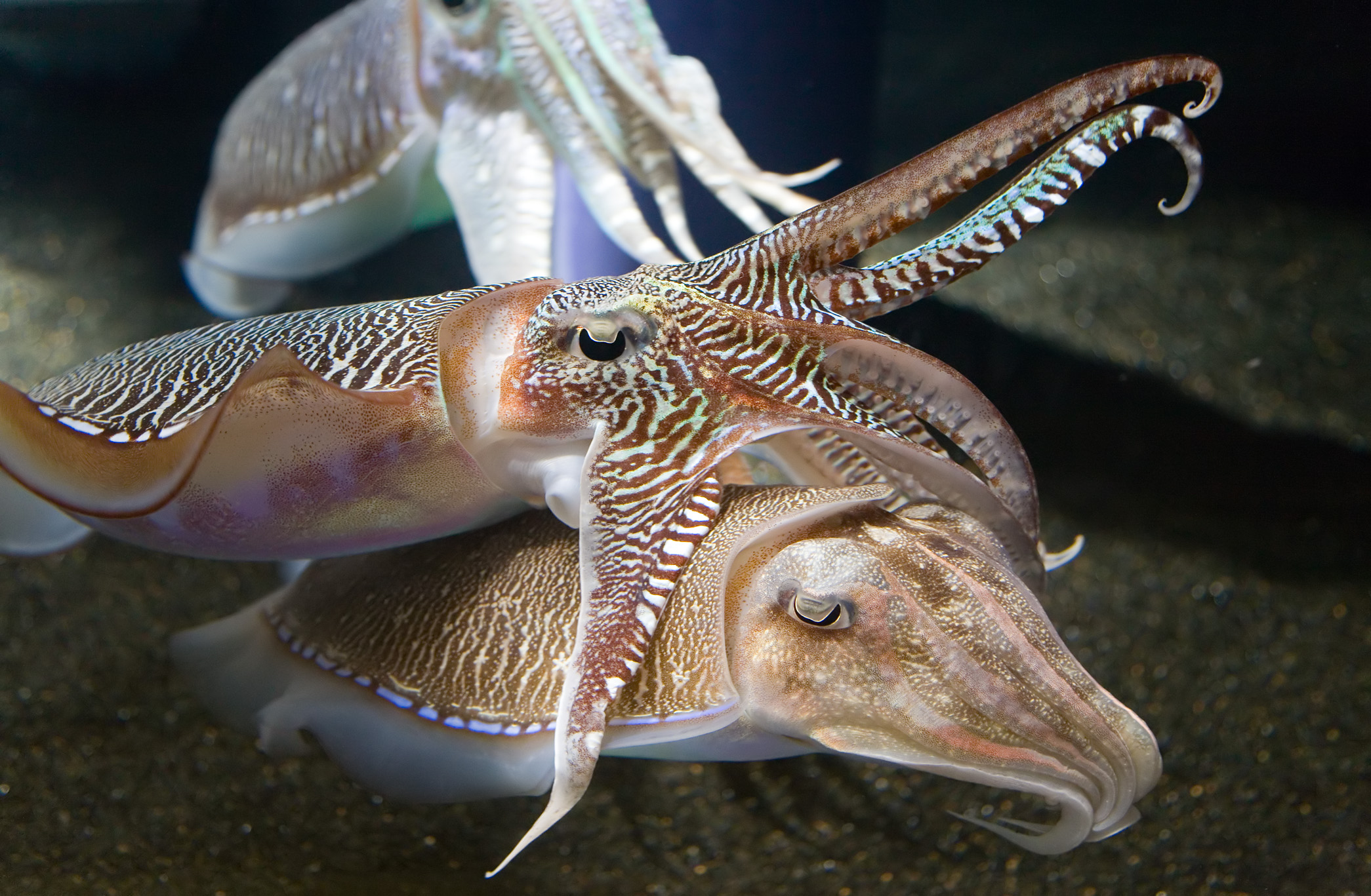 Georgia Aquarium - Cuttlefish Jan 2006