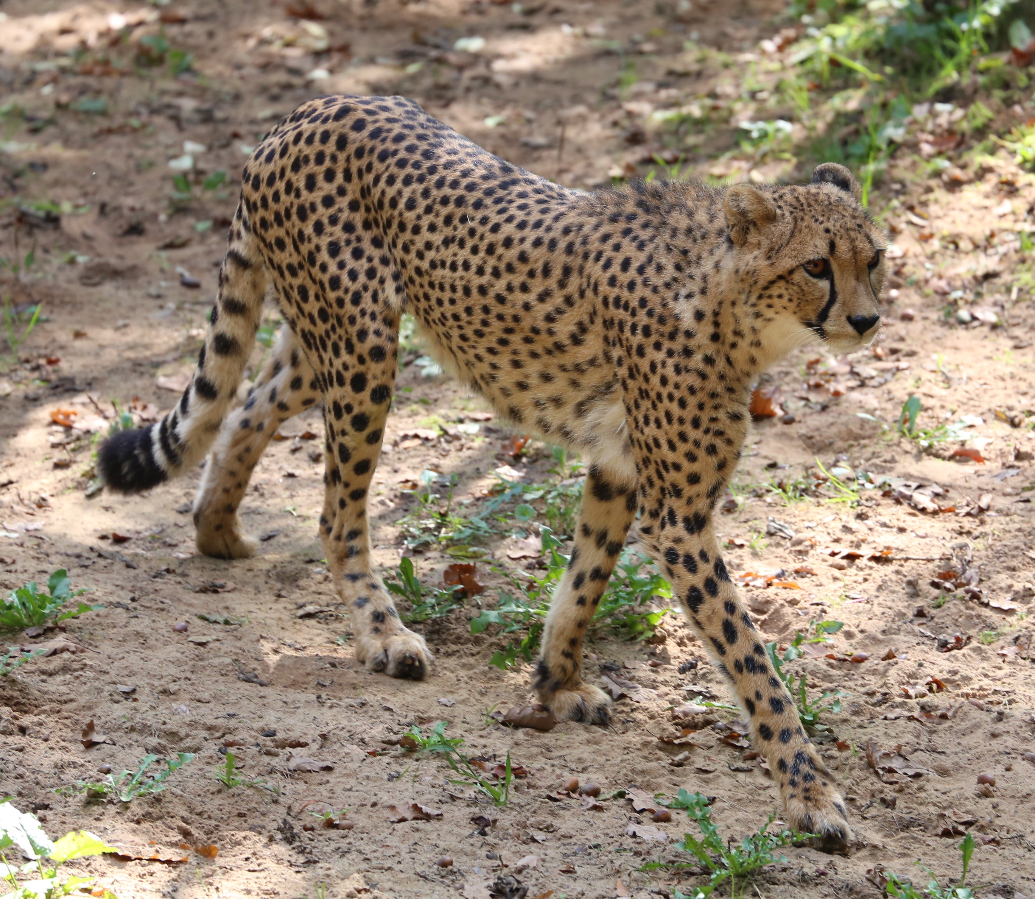 Gepard Acinonyx jubatus Tiergarten-Nuernberg-4