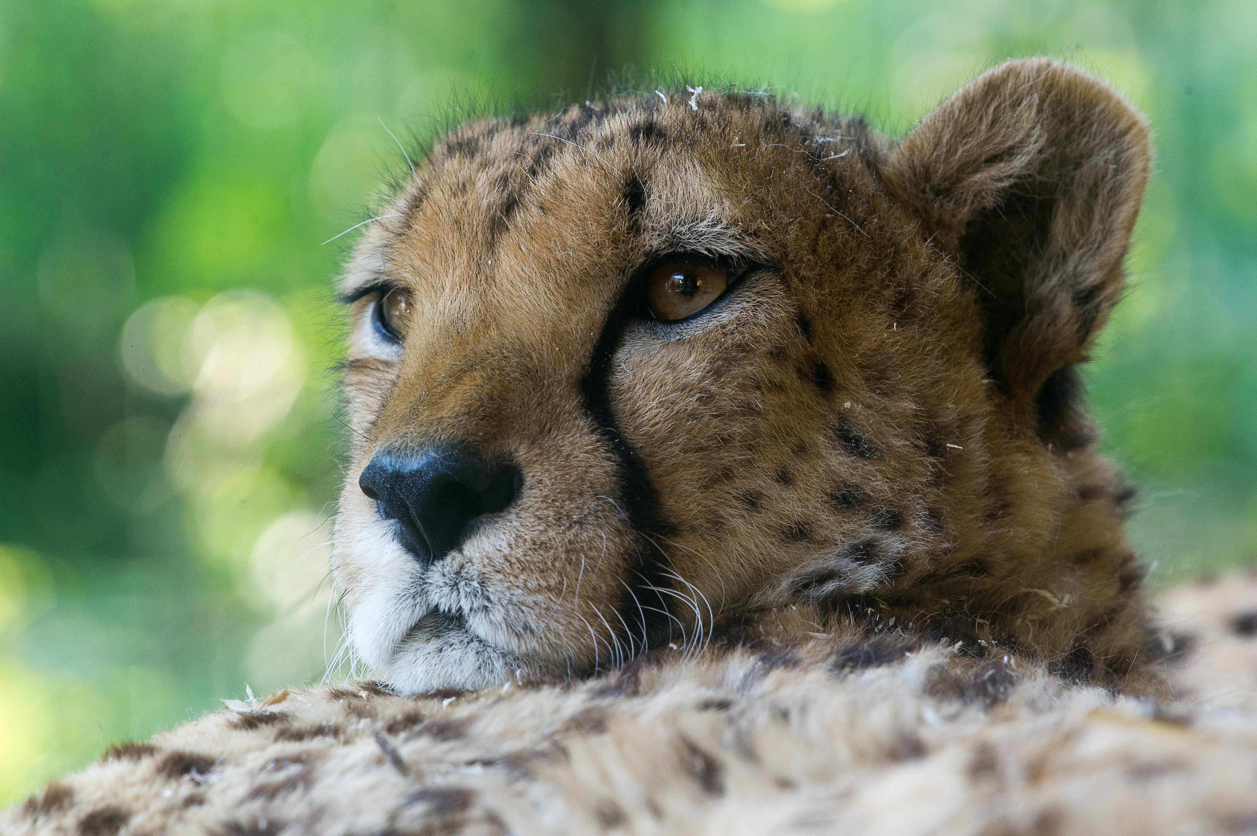 Gepard Acinonyx jubatus tiergarten schönnbrunn