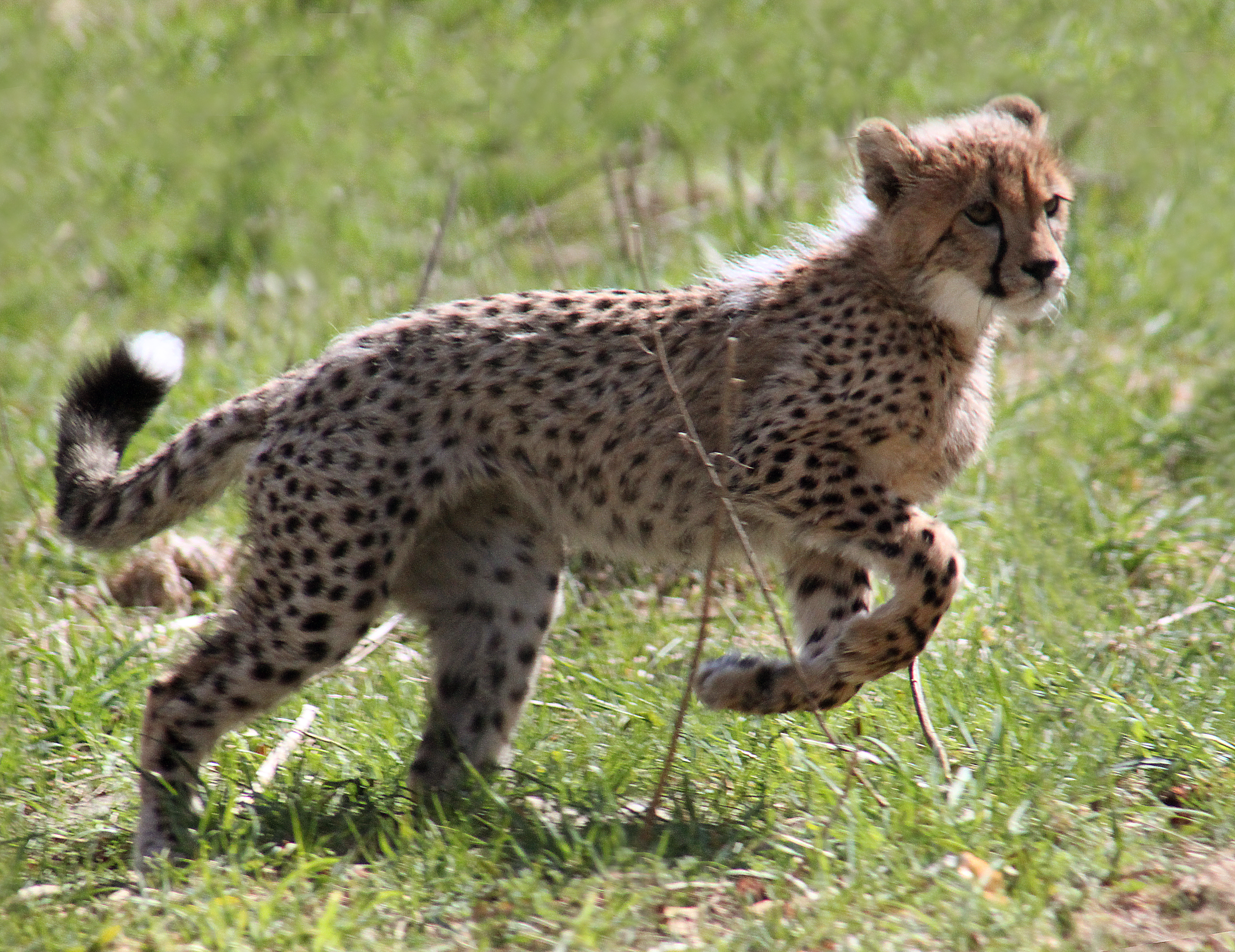Gepardkilling3 (Acinonyx jubatus)