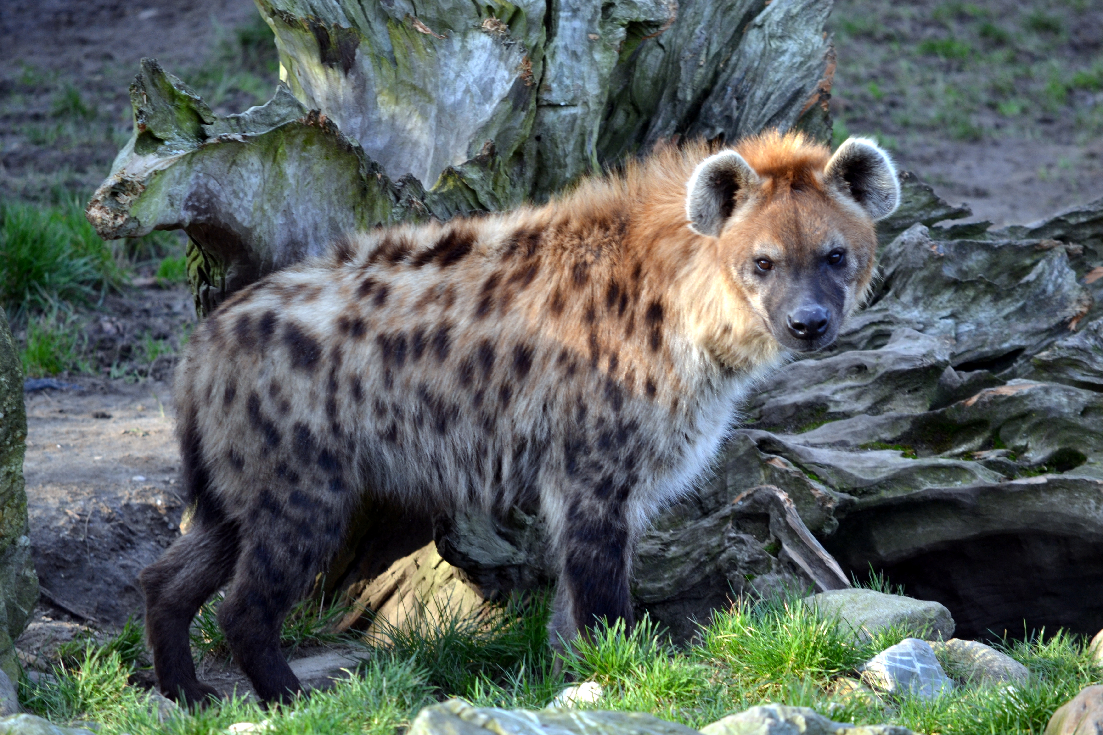 Gevlekte hyena (8374477614)