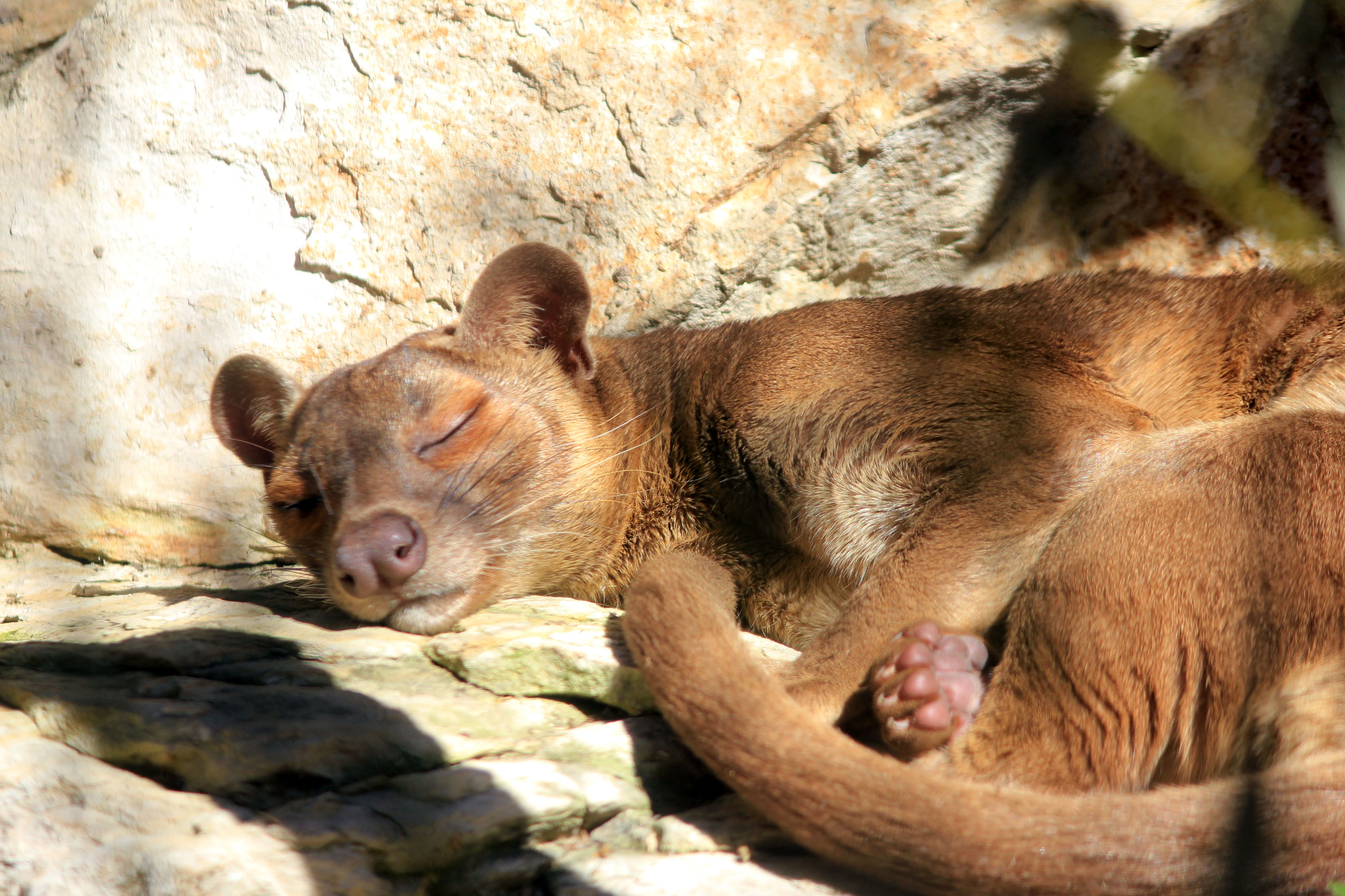 Gfp-sleeping-fossa
