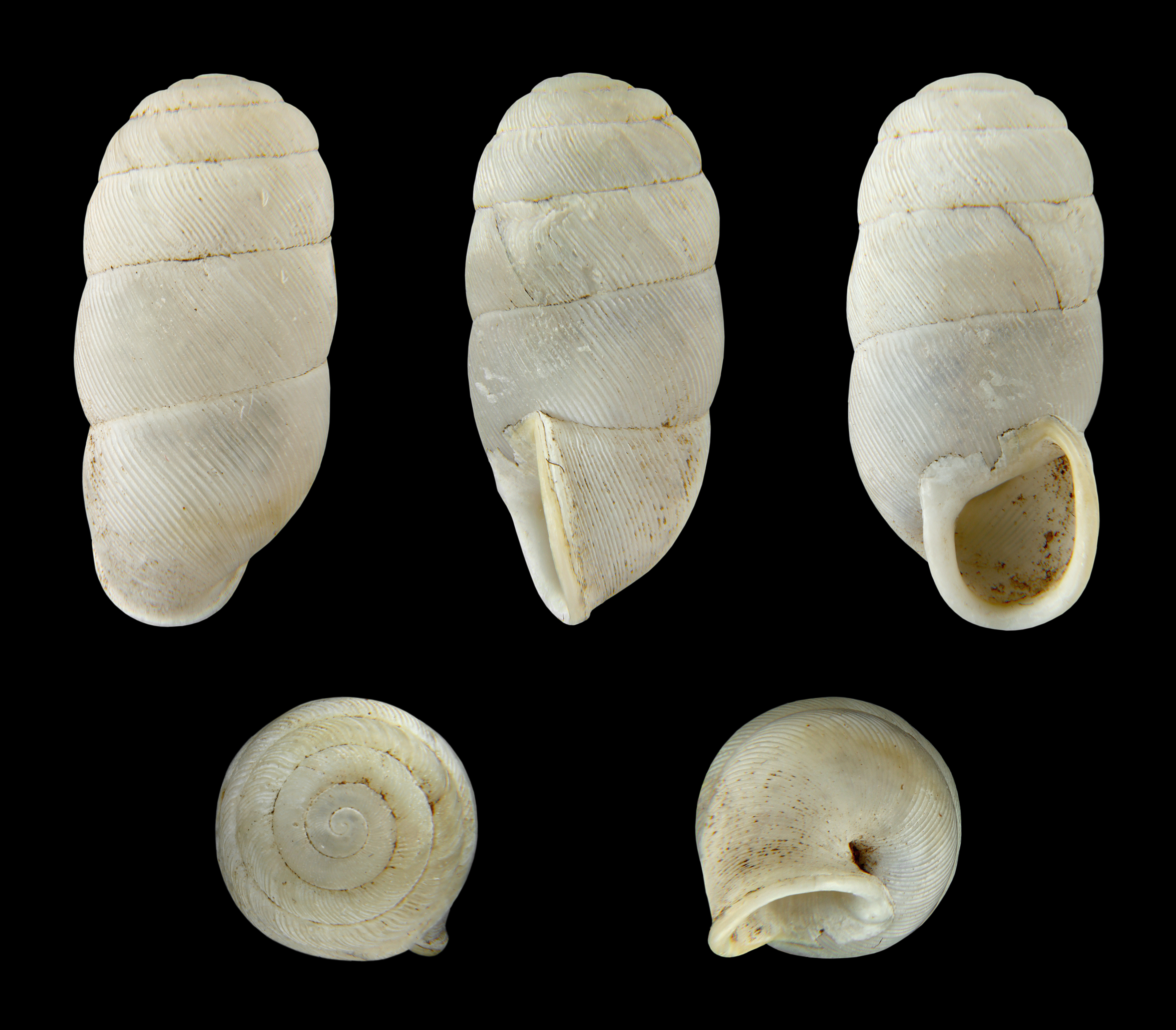 Gibbulinella dealbata 01
