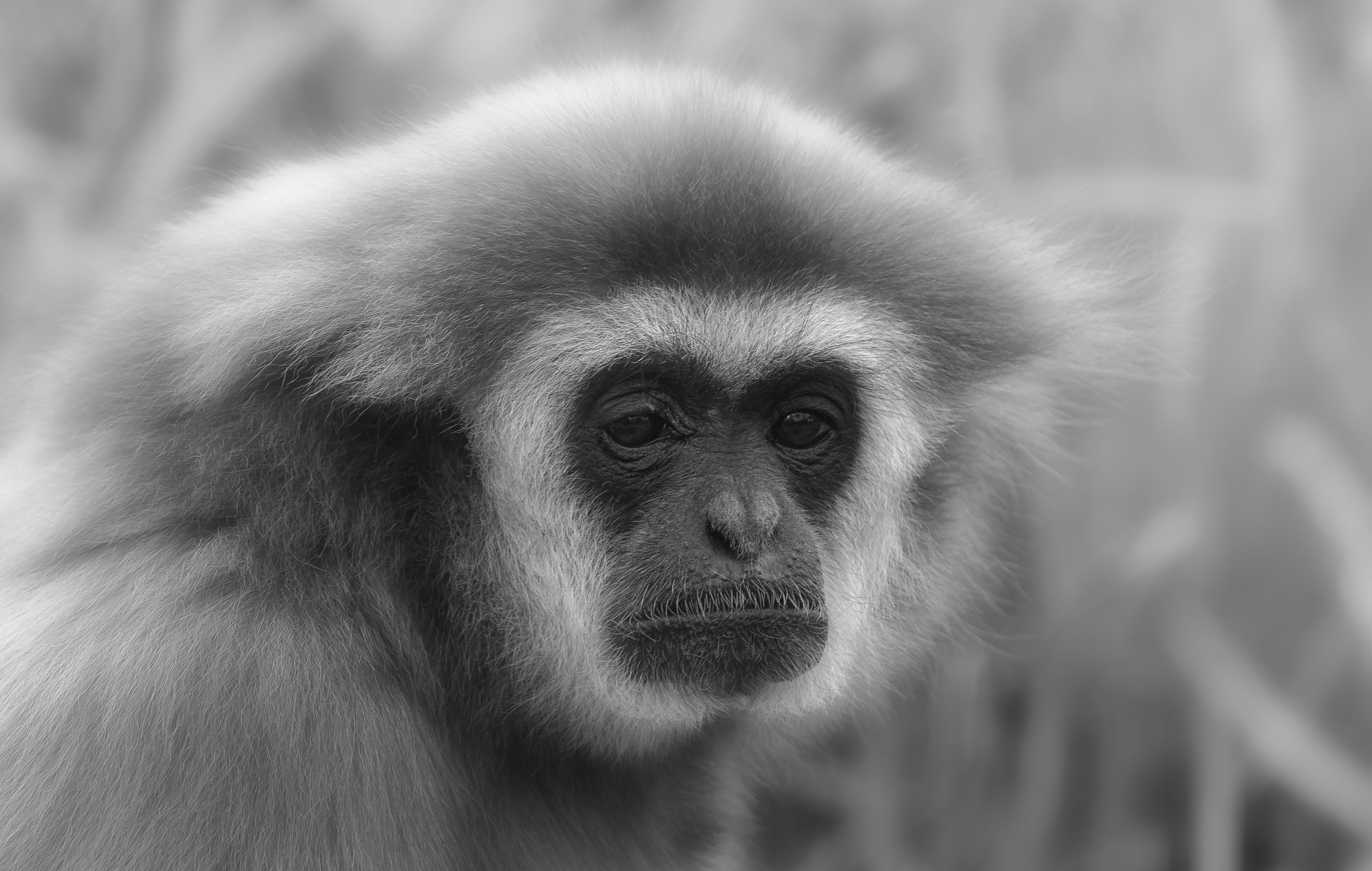 Gibon jos jedan-MONO blur headshot