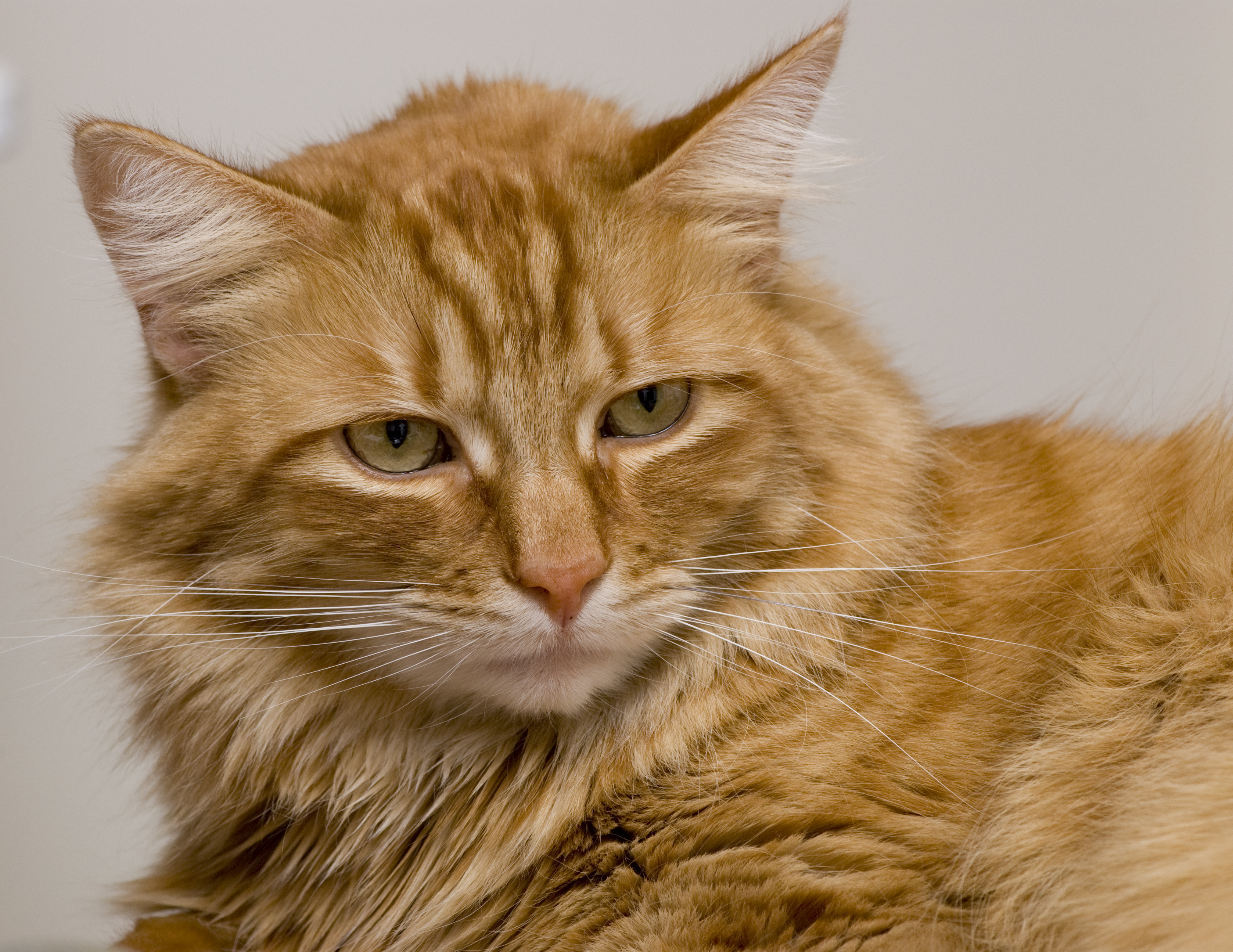 Gillie (2233250779)