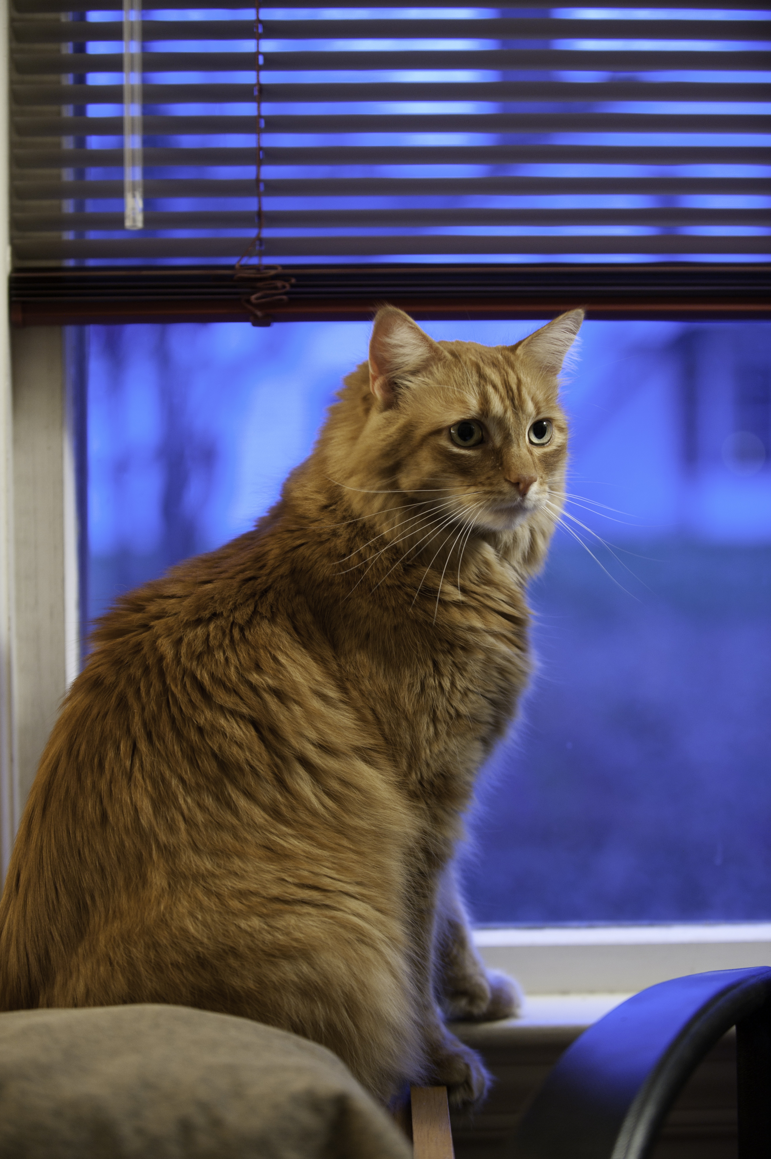 Gillie at the window (5133163865)