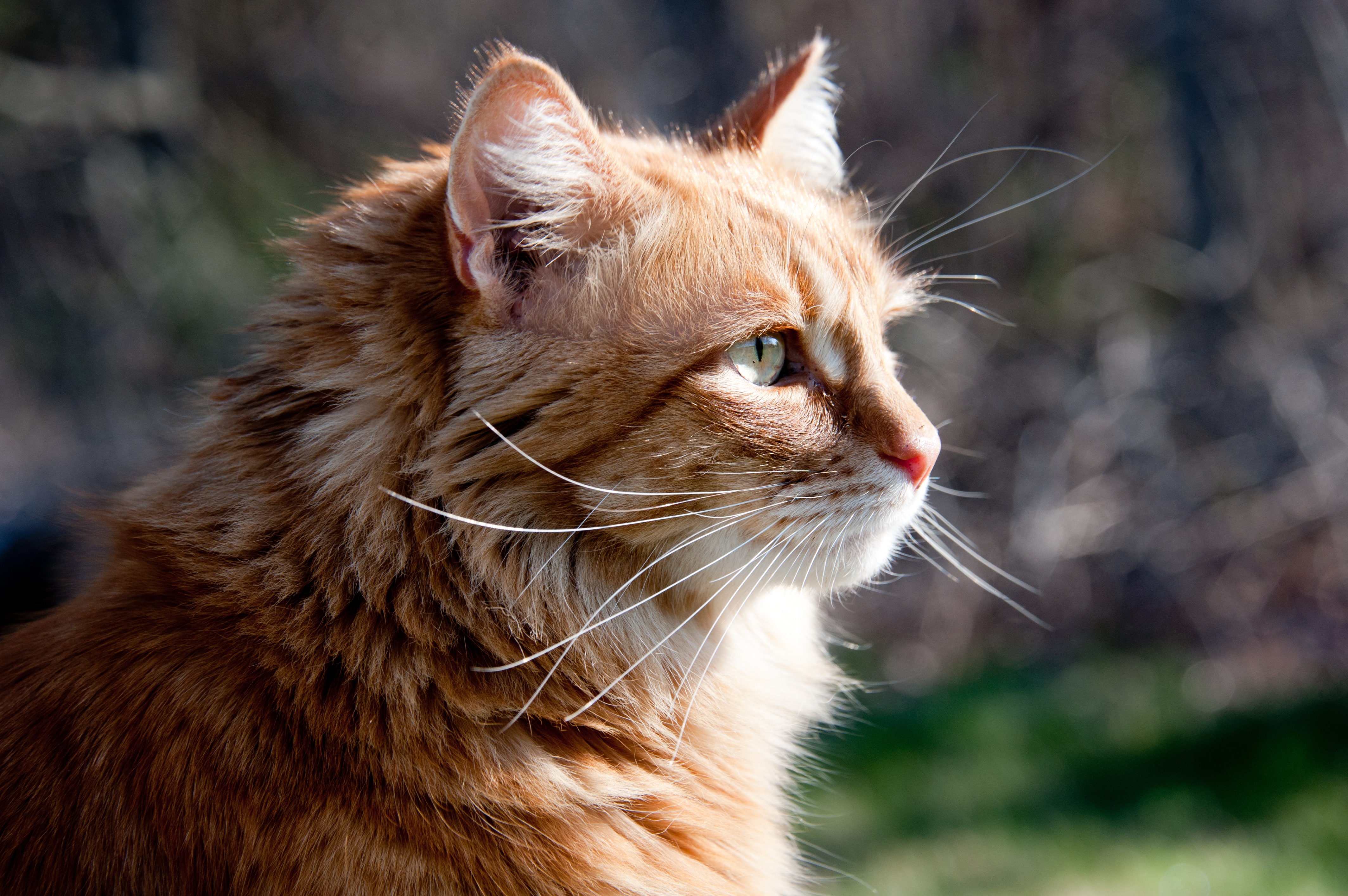 Gillie Backlit (5646498382)