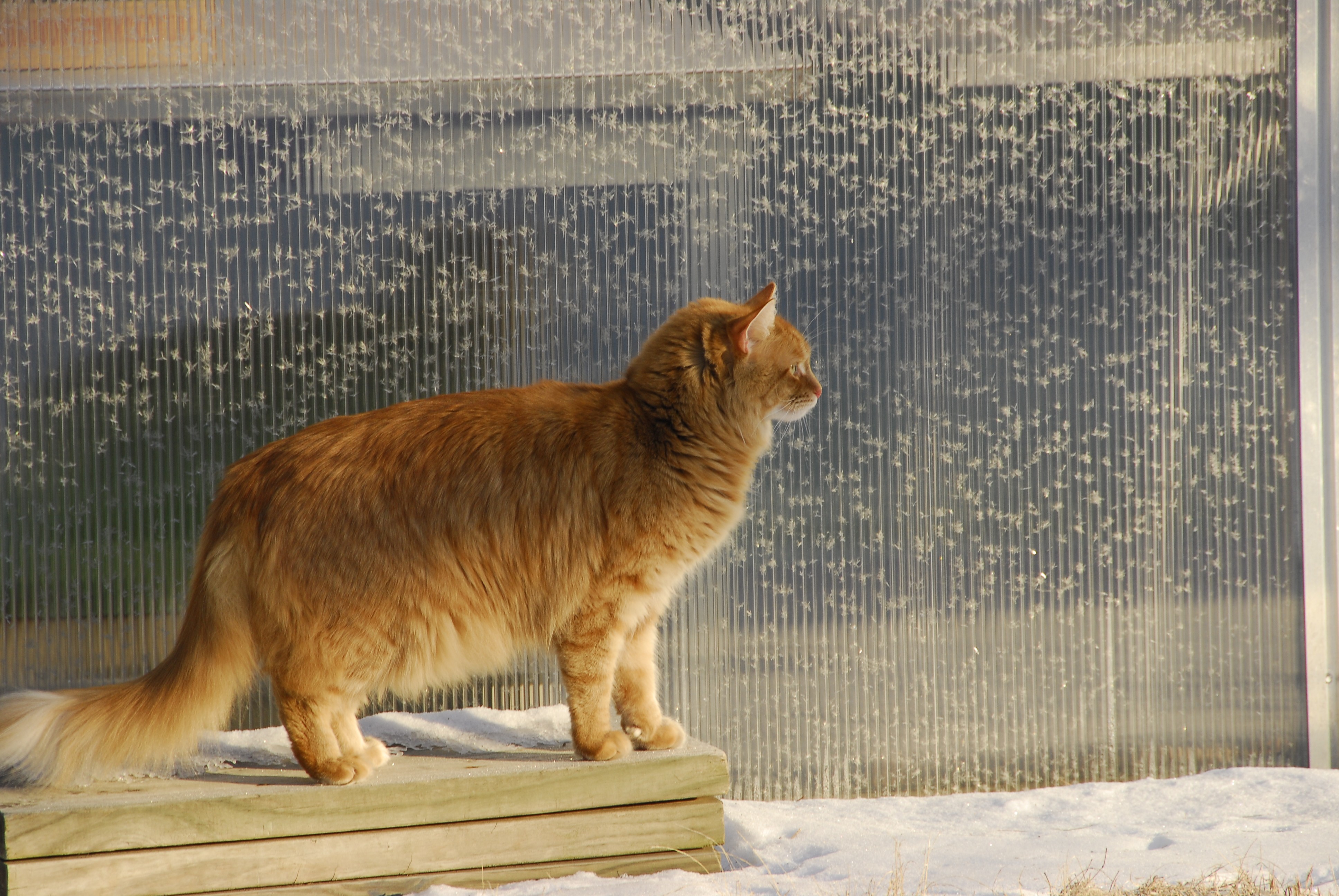Gillie guarding the greenhouse (386719682)