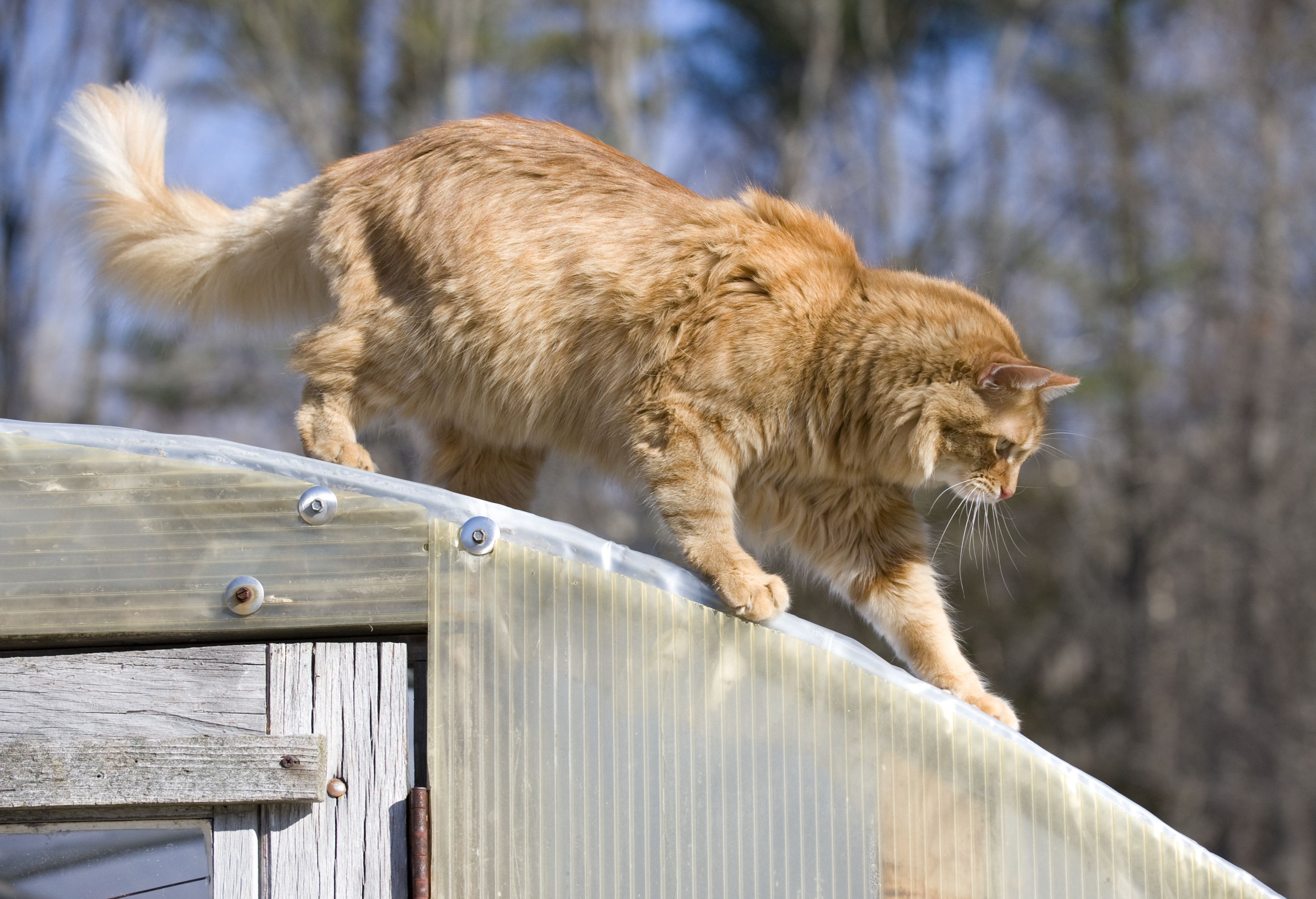 Gillie on the Greenhouse (2389968053)