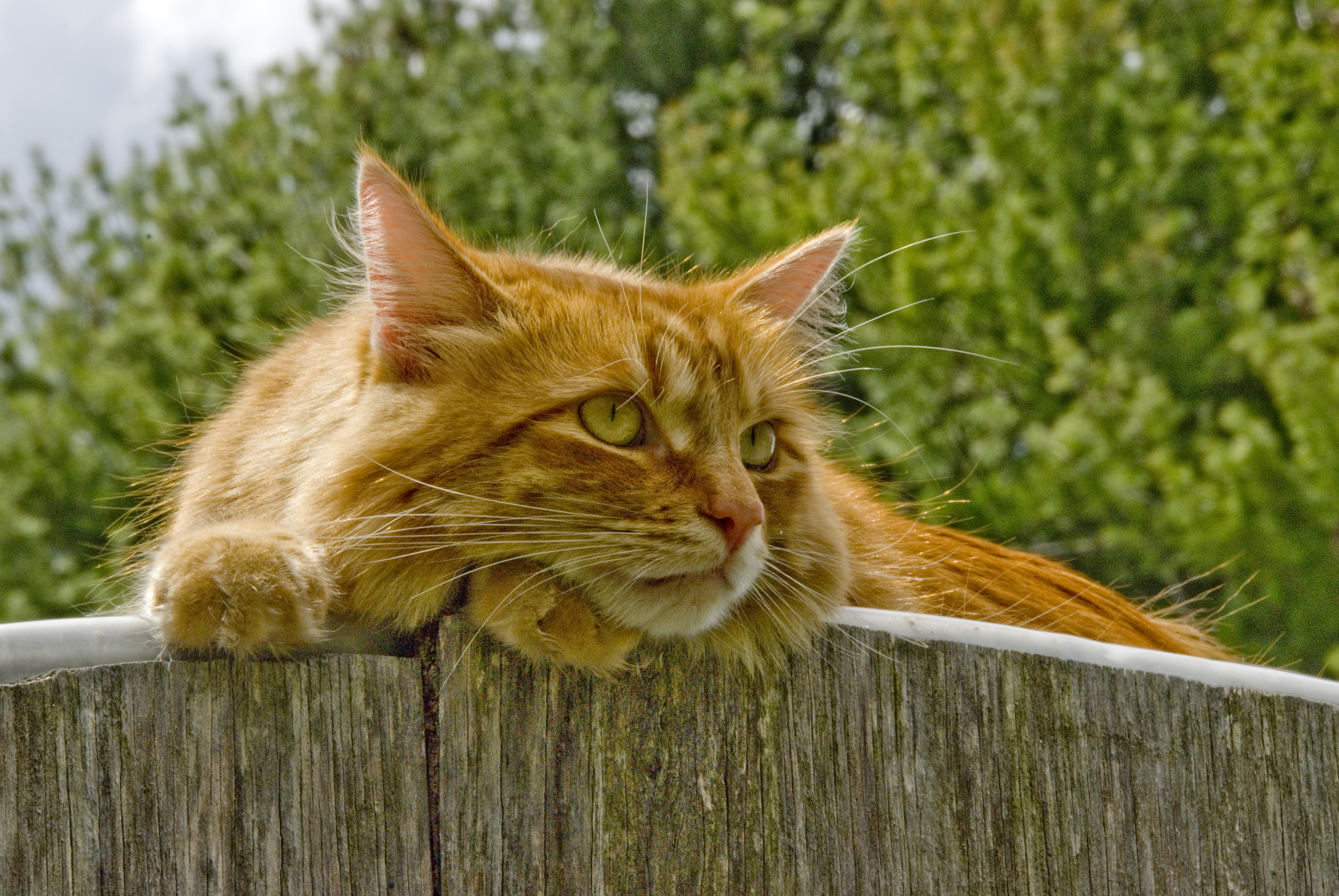 Gillie on the greenhouse (485186904)