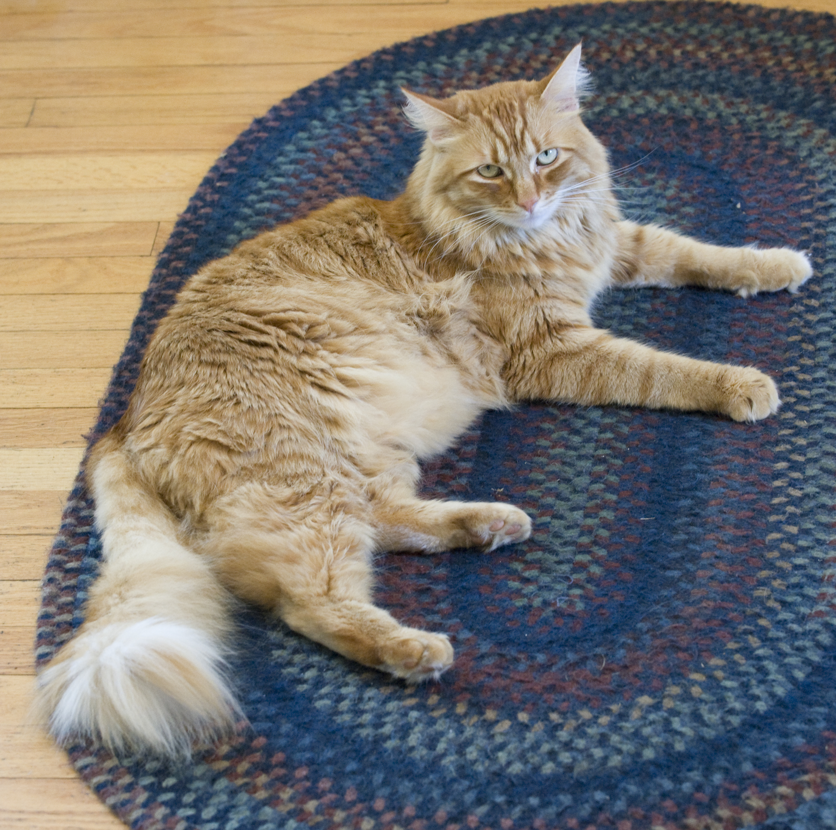 Gillie resting (2386735563)