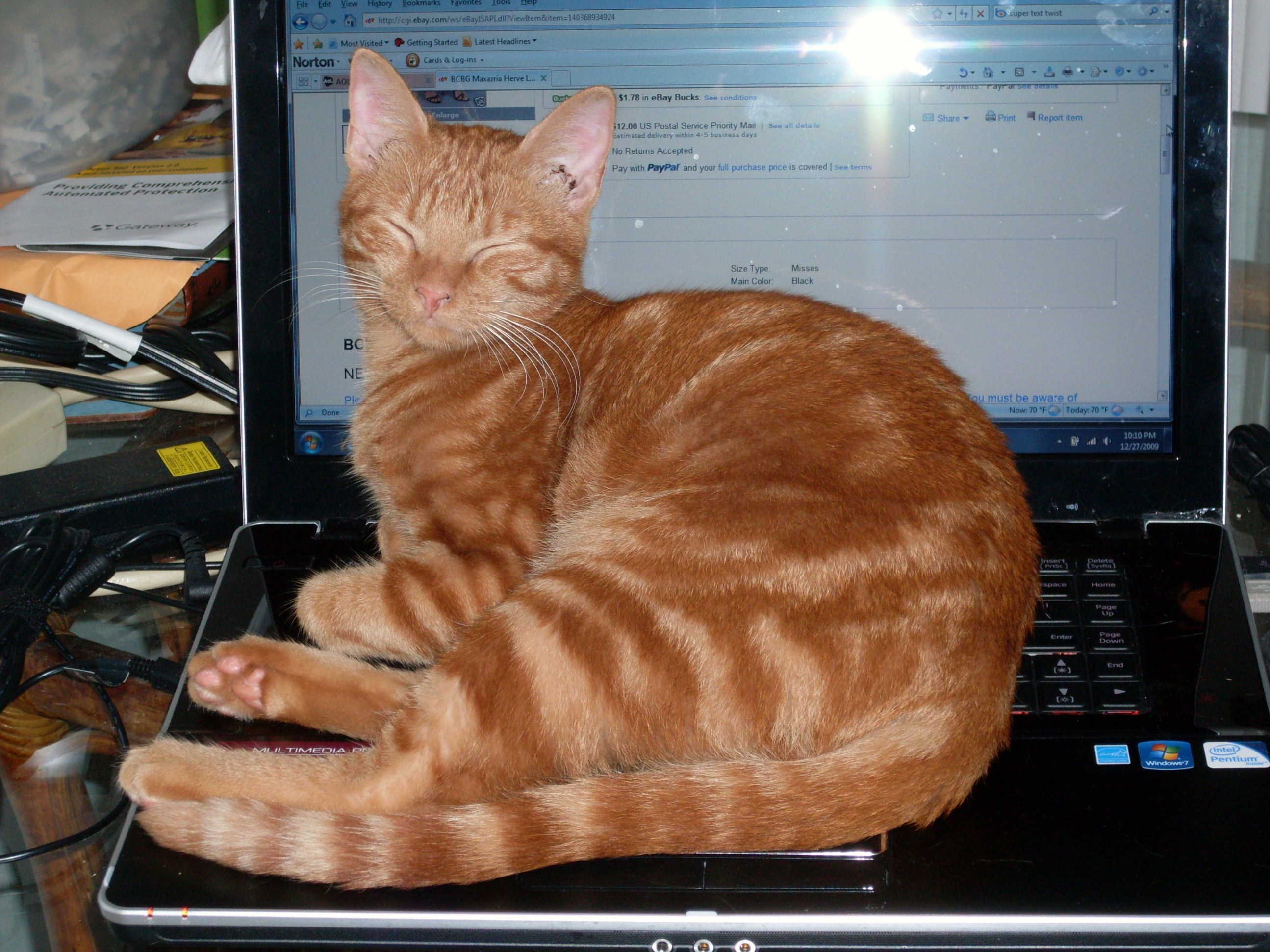 Ginger on comp