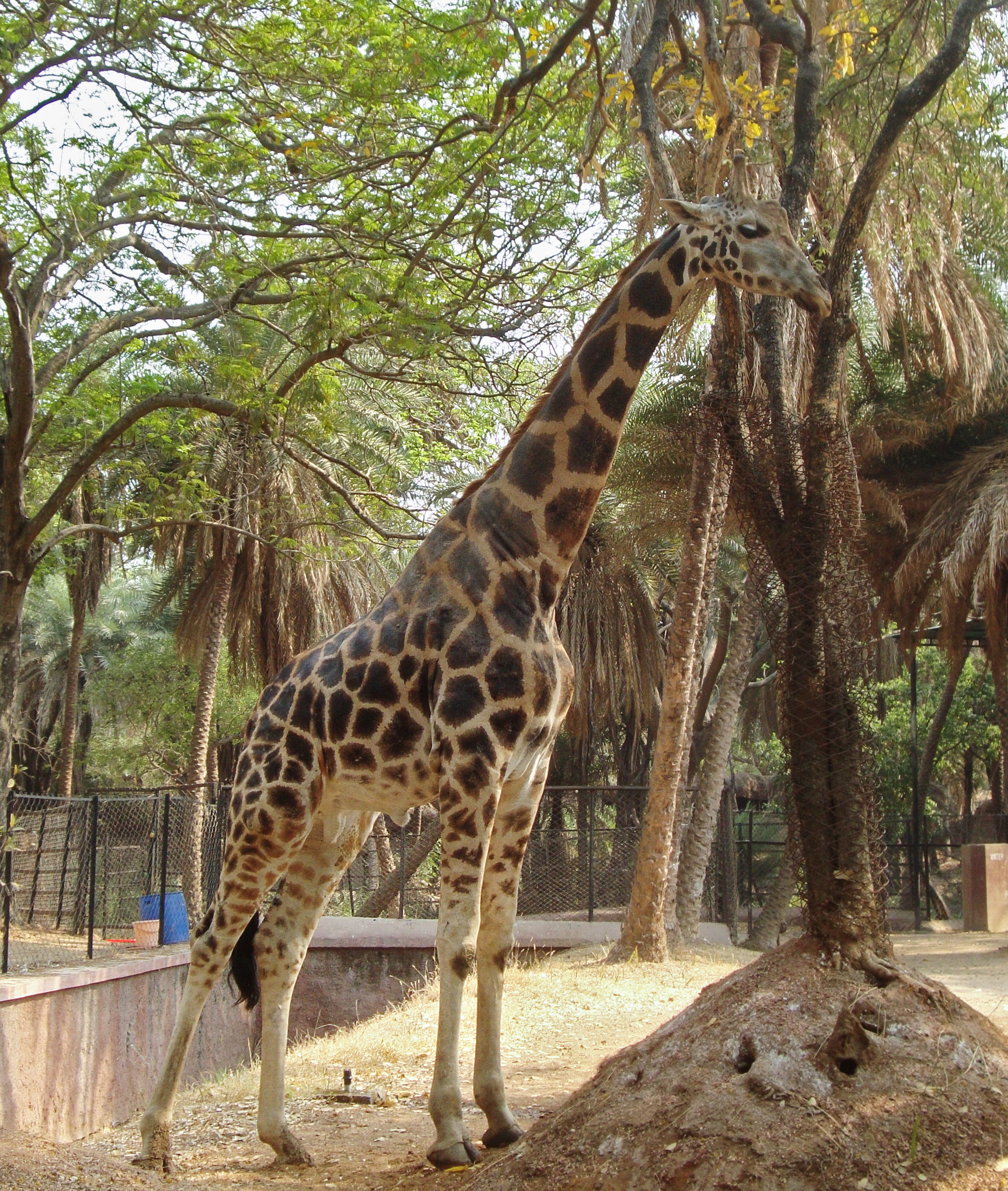 Giraffa camelopardalis 16 08 2012 01