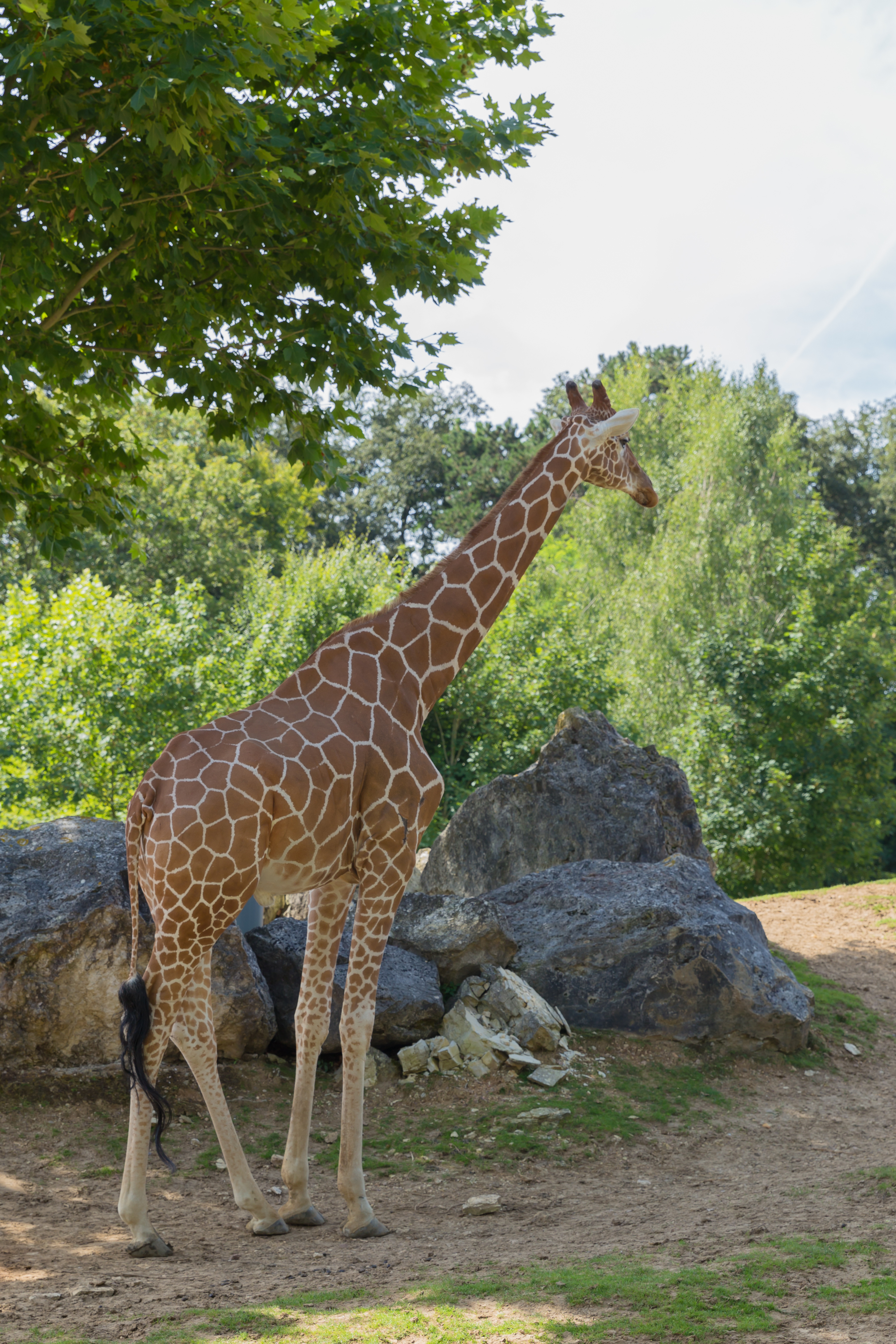 Giraffa camelopardalis (Girafe) - 384