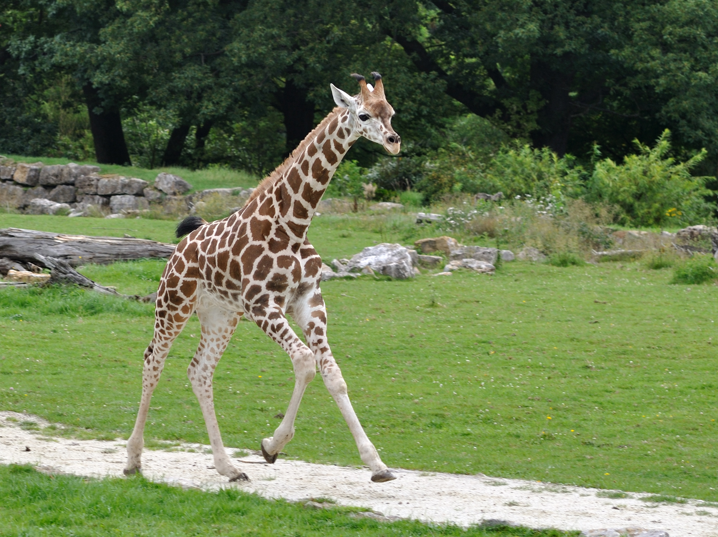 Giraffa camelopardalis rothschildi qtl2