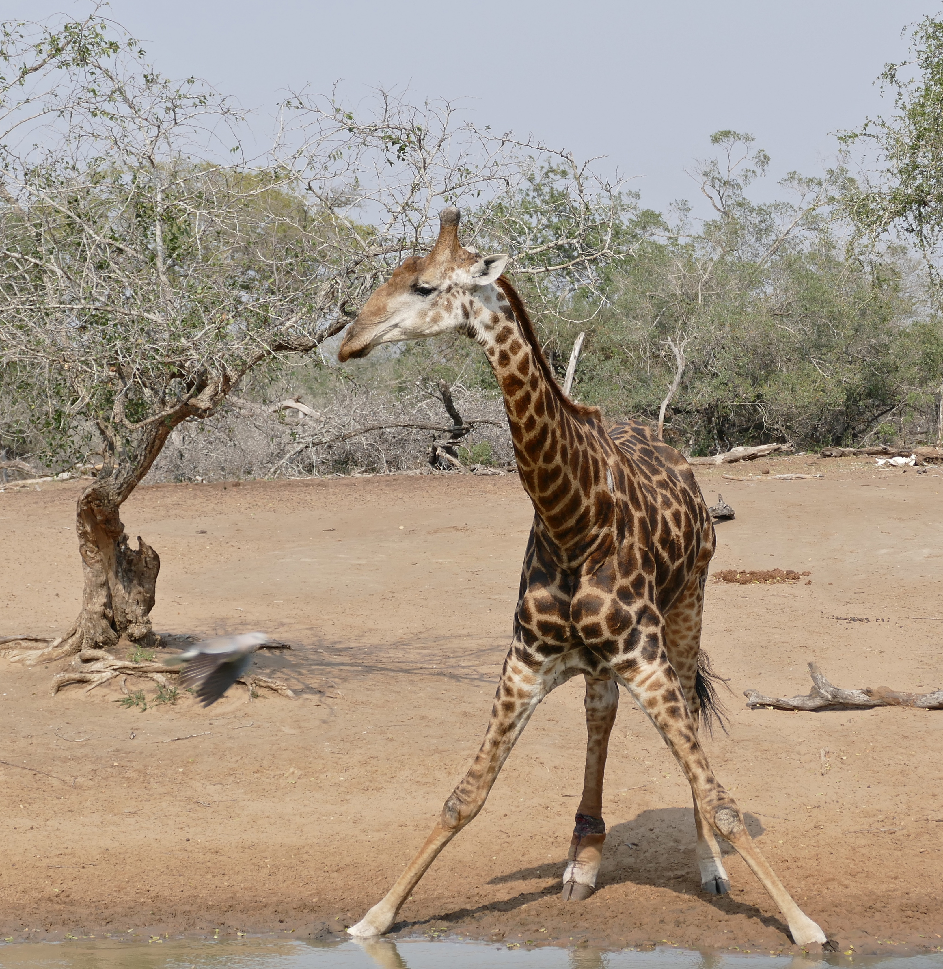 Giraffe (Giraffa camelopardalis) coming to drink ... (31353452483)