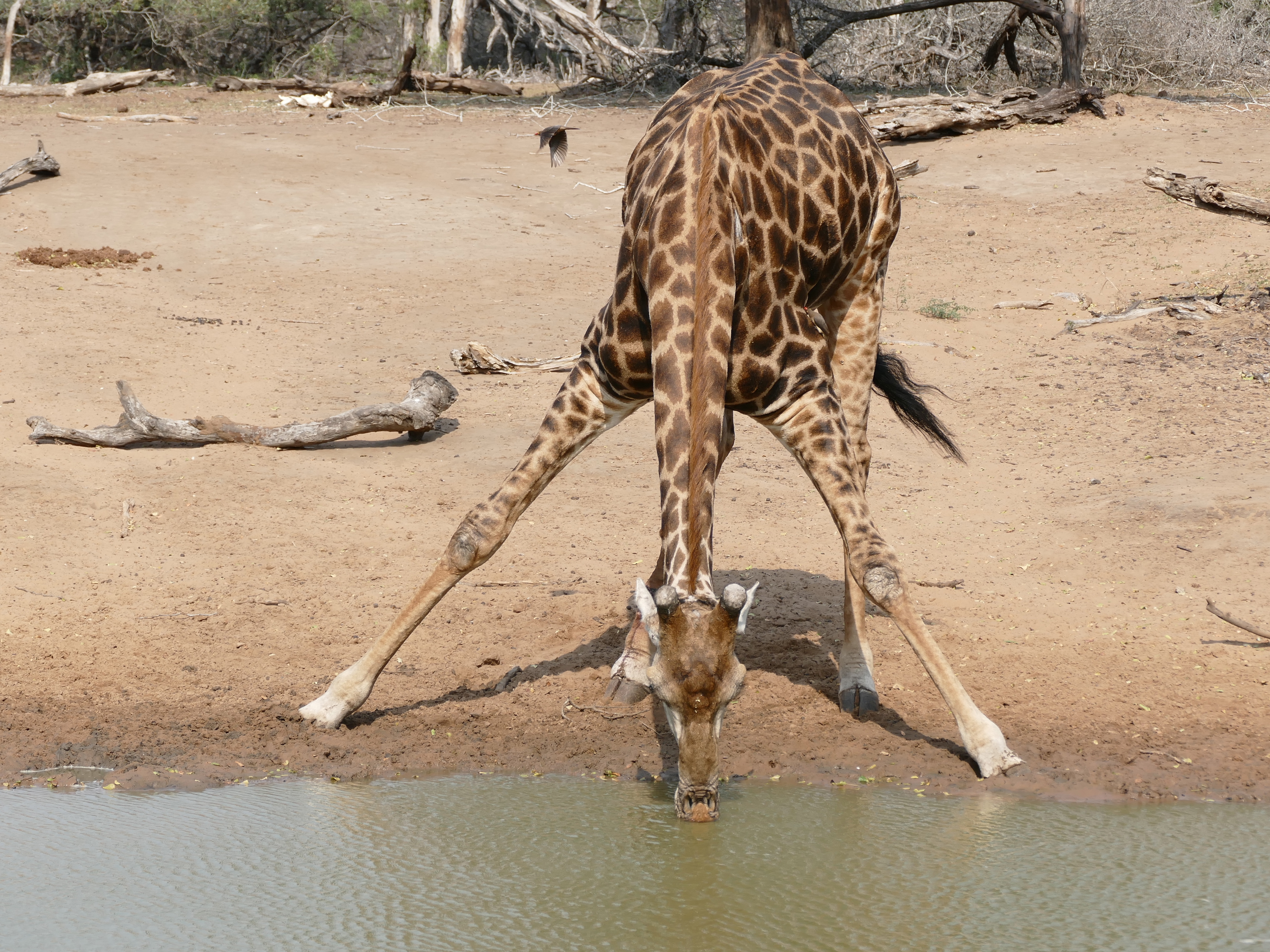 Giraffe (Giraffa camelopardalis) drinking ... (32163998255)