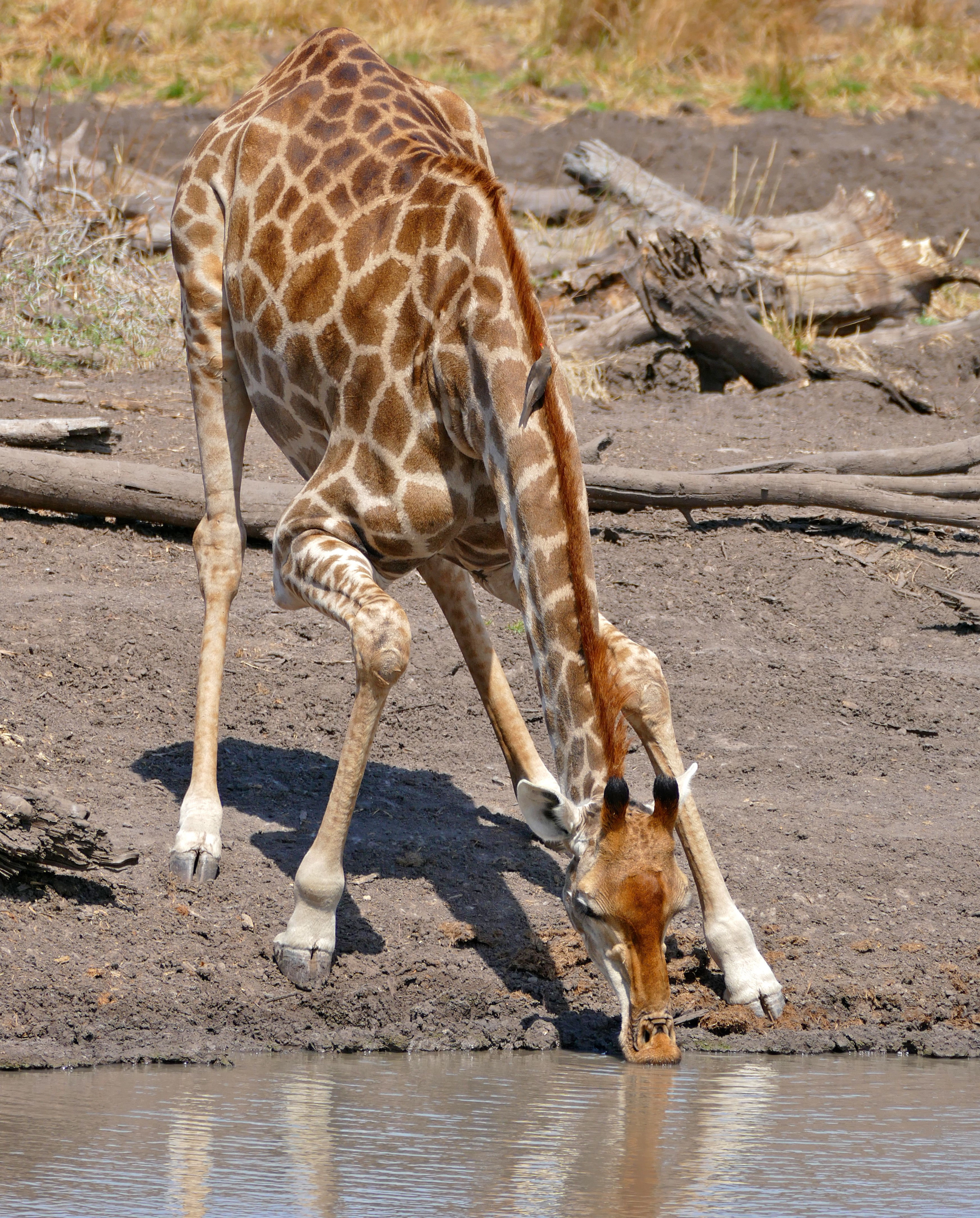 Giraffe (Giraffa camelopardalis) drinking ... (33040996431)
