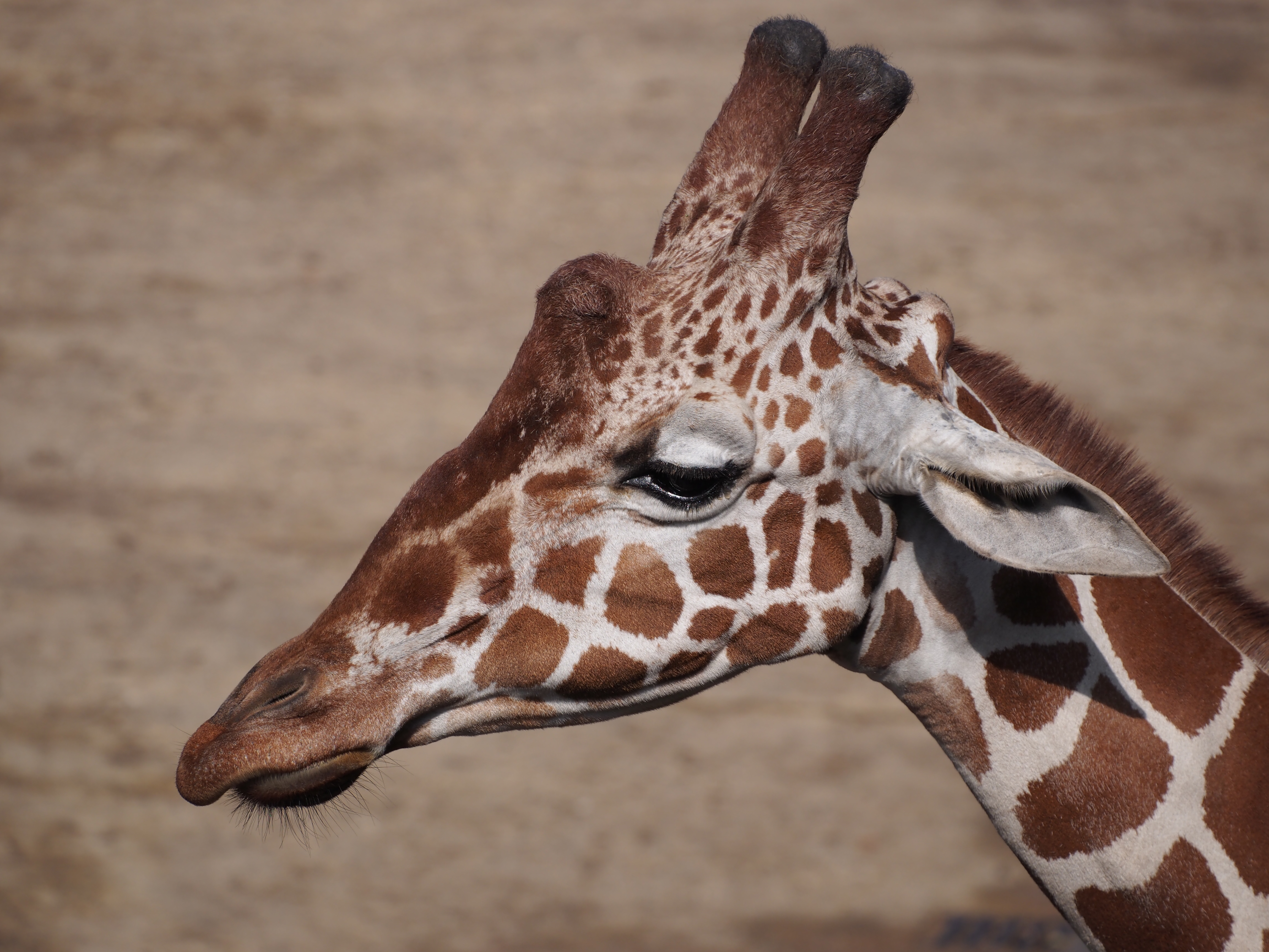 Giraffe at Dierenpark Amersfoort, photo 3