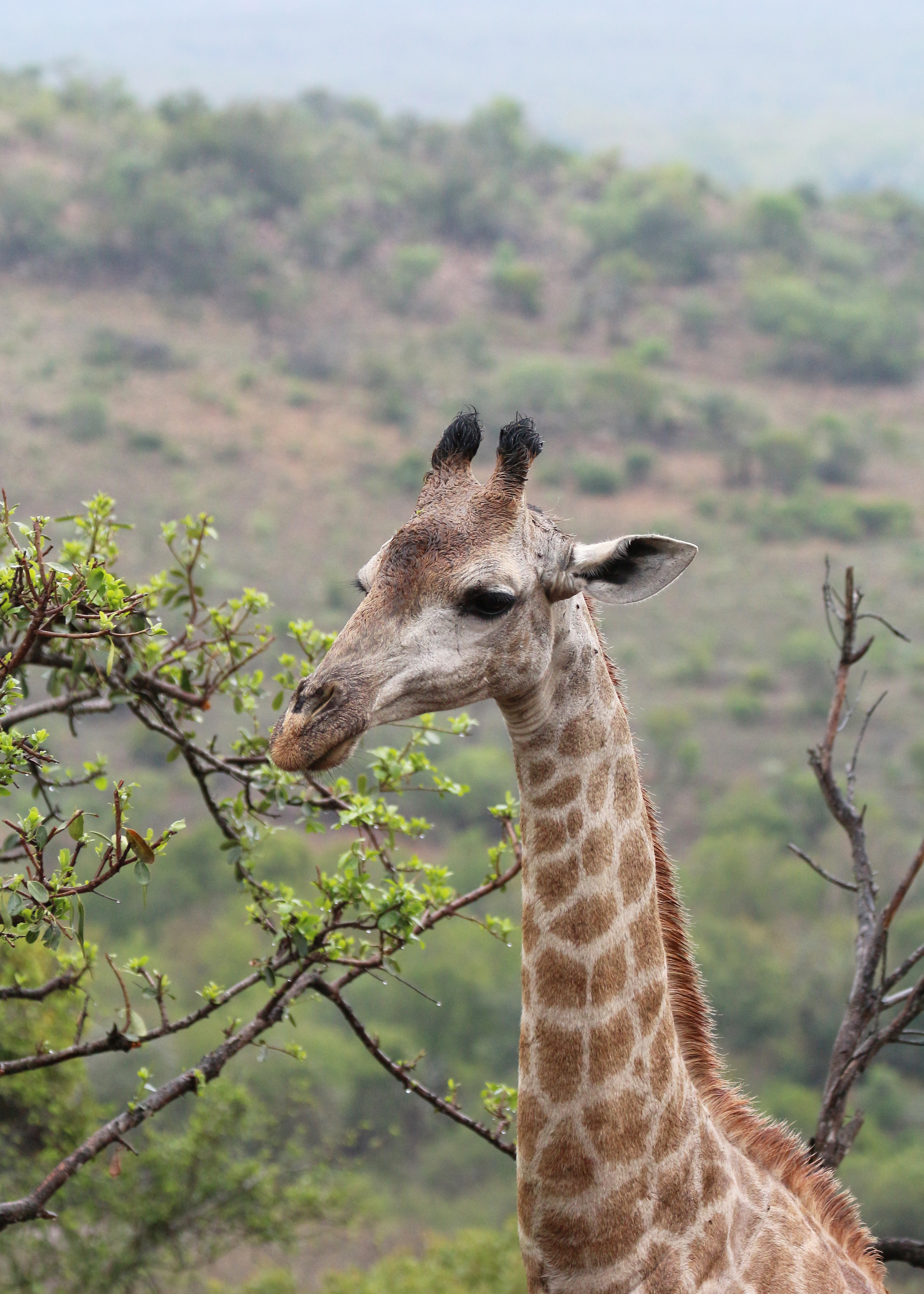 Giraffe in Zulu Nyala Reserve 03