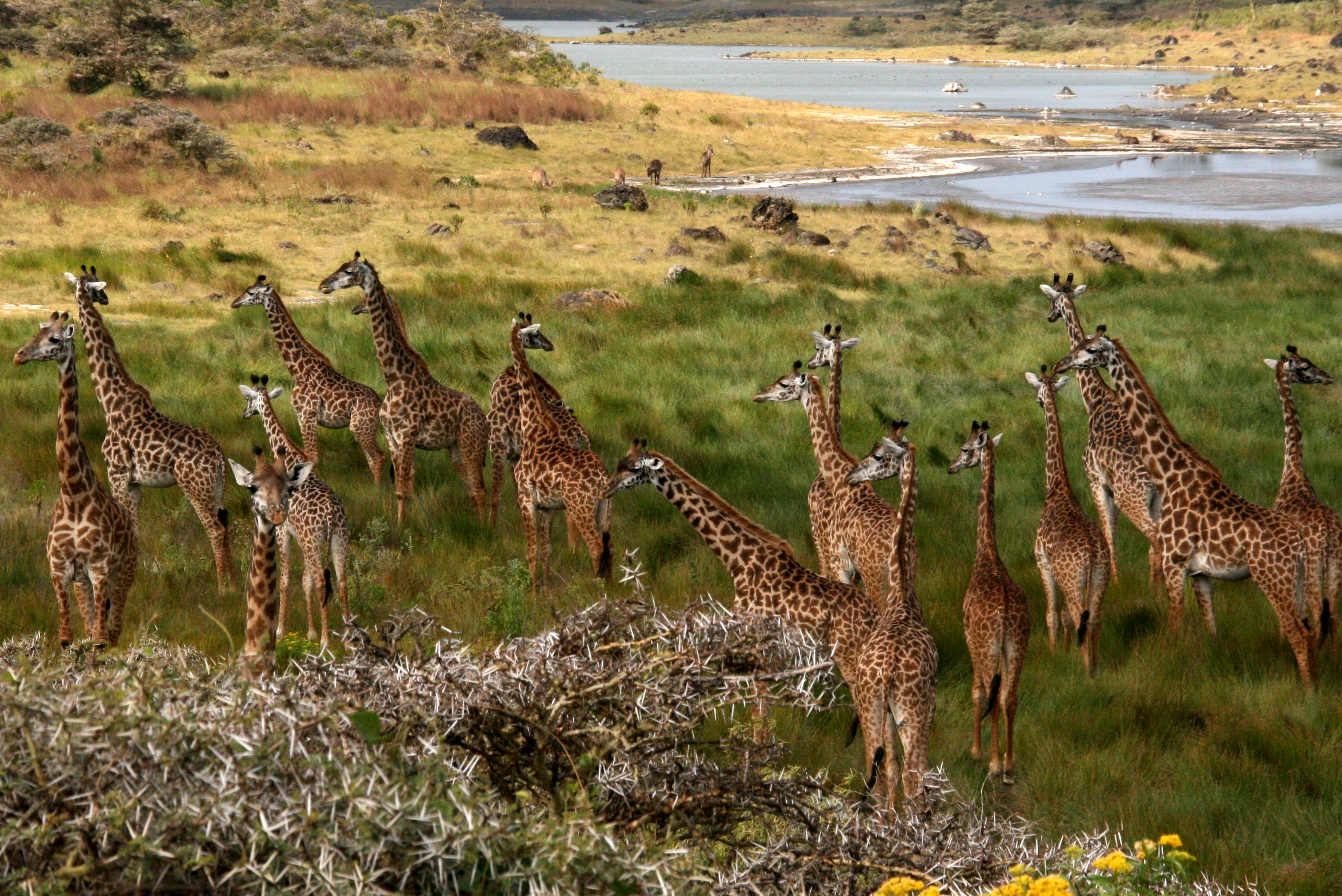 Giraffes Arusha Tanzania