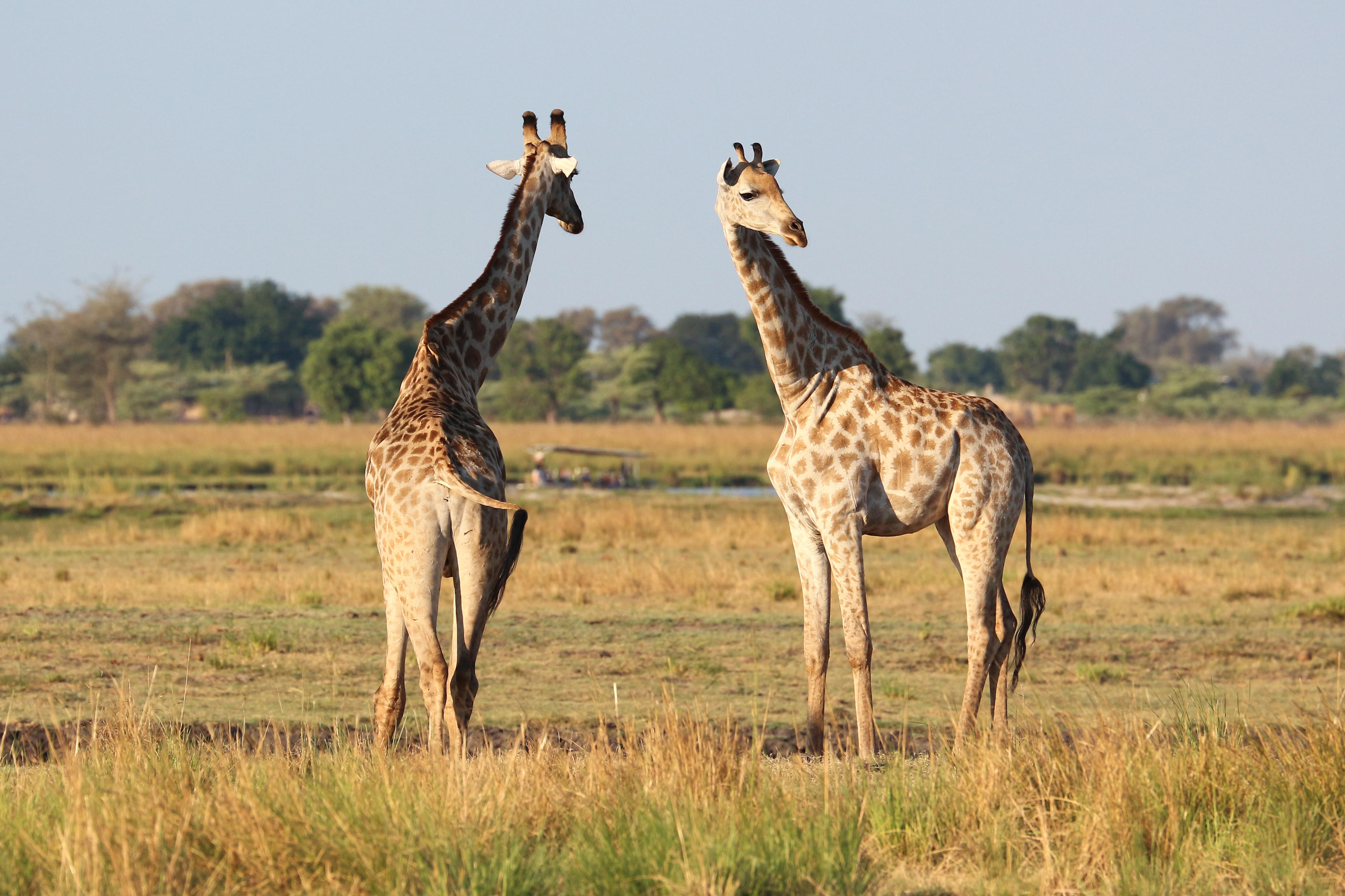 Giraffes in Chobe National Park 04
