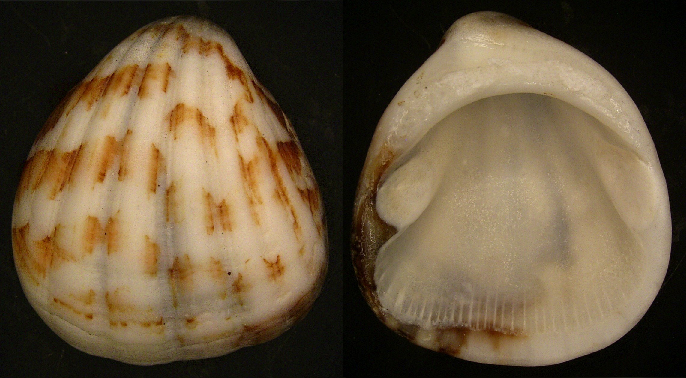 Glycymeris inaequalis (Sowerby, 1833) (4233089361)