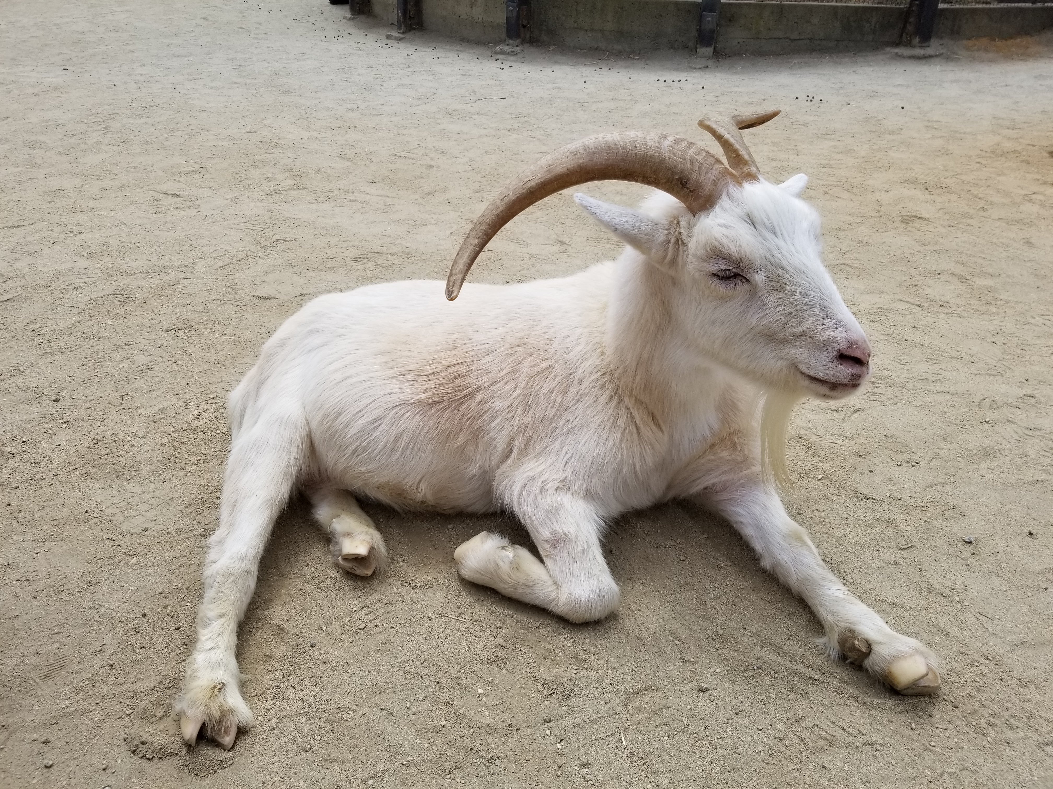 Goat 3