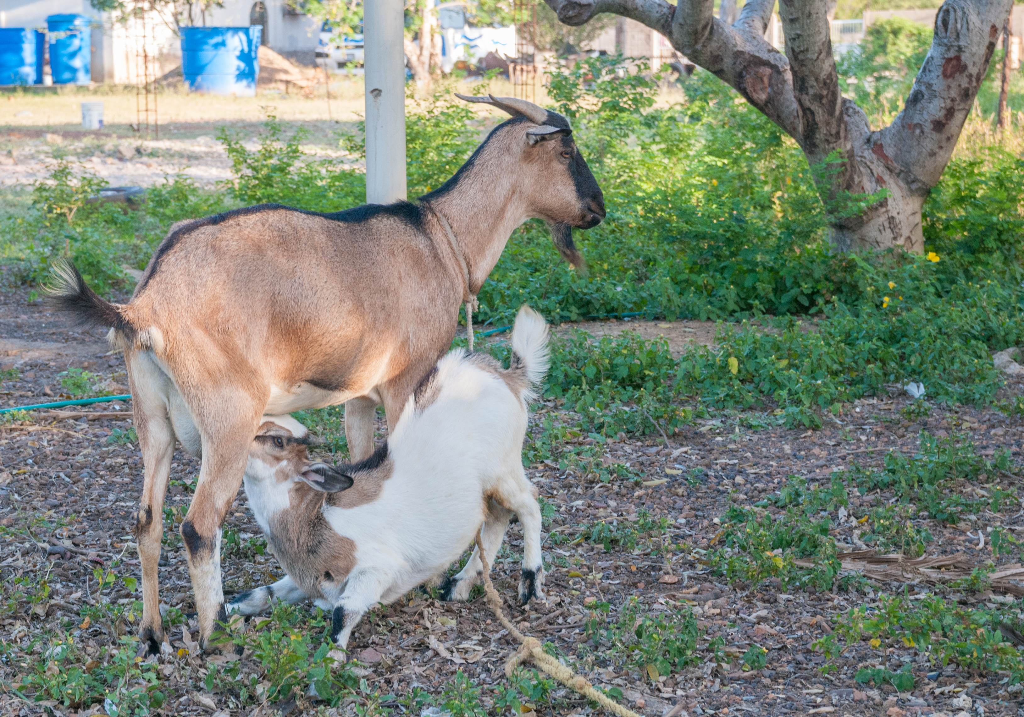 Goat (Capra aegagrus hircus) feeding her calf, Margarita Island