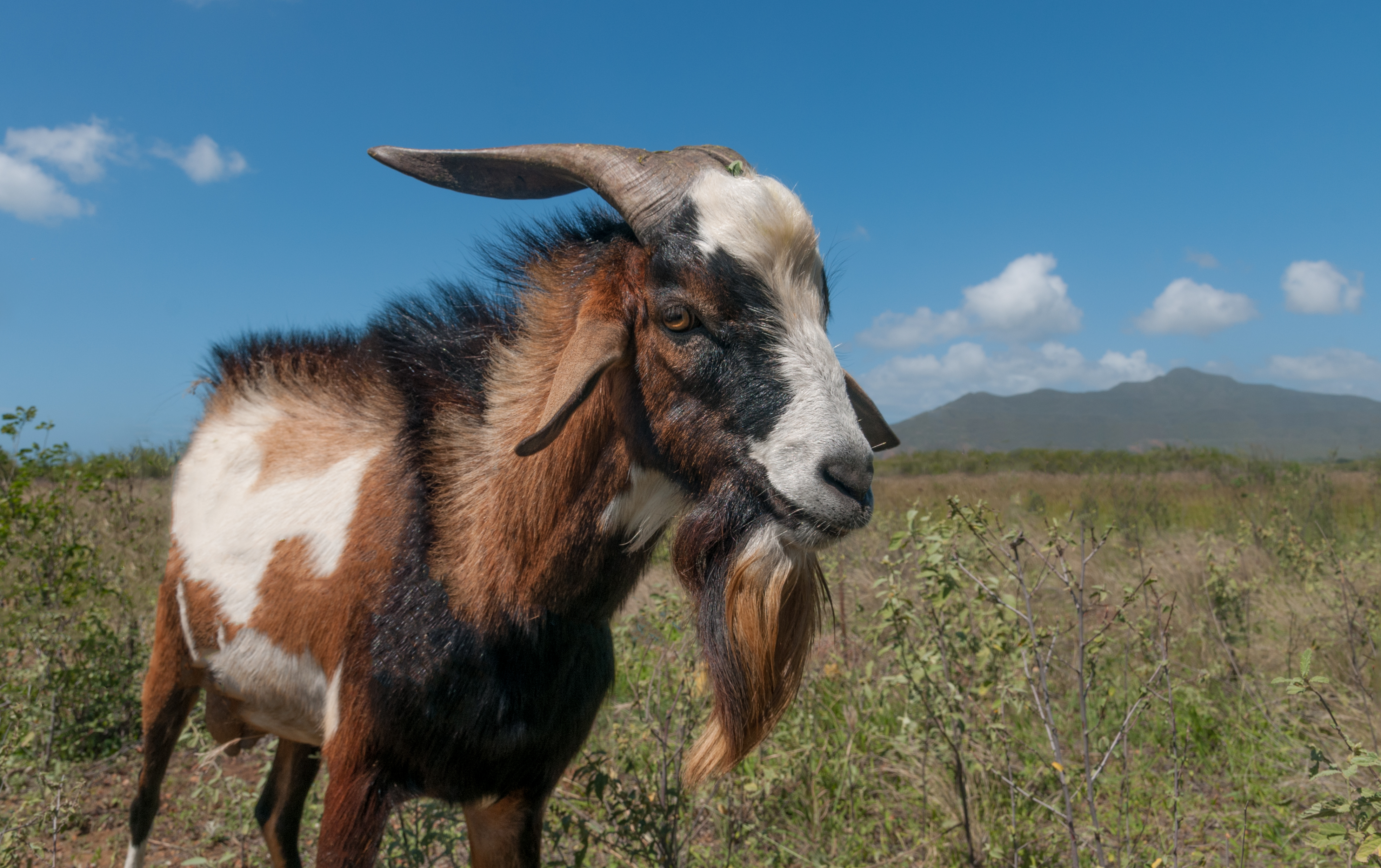 Goat in Margarita Island