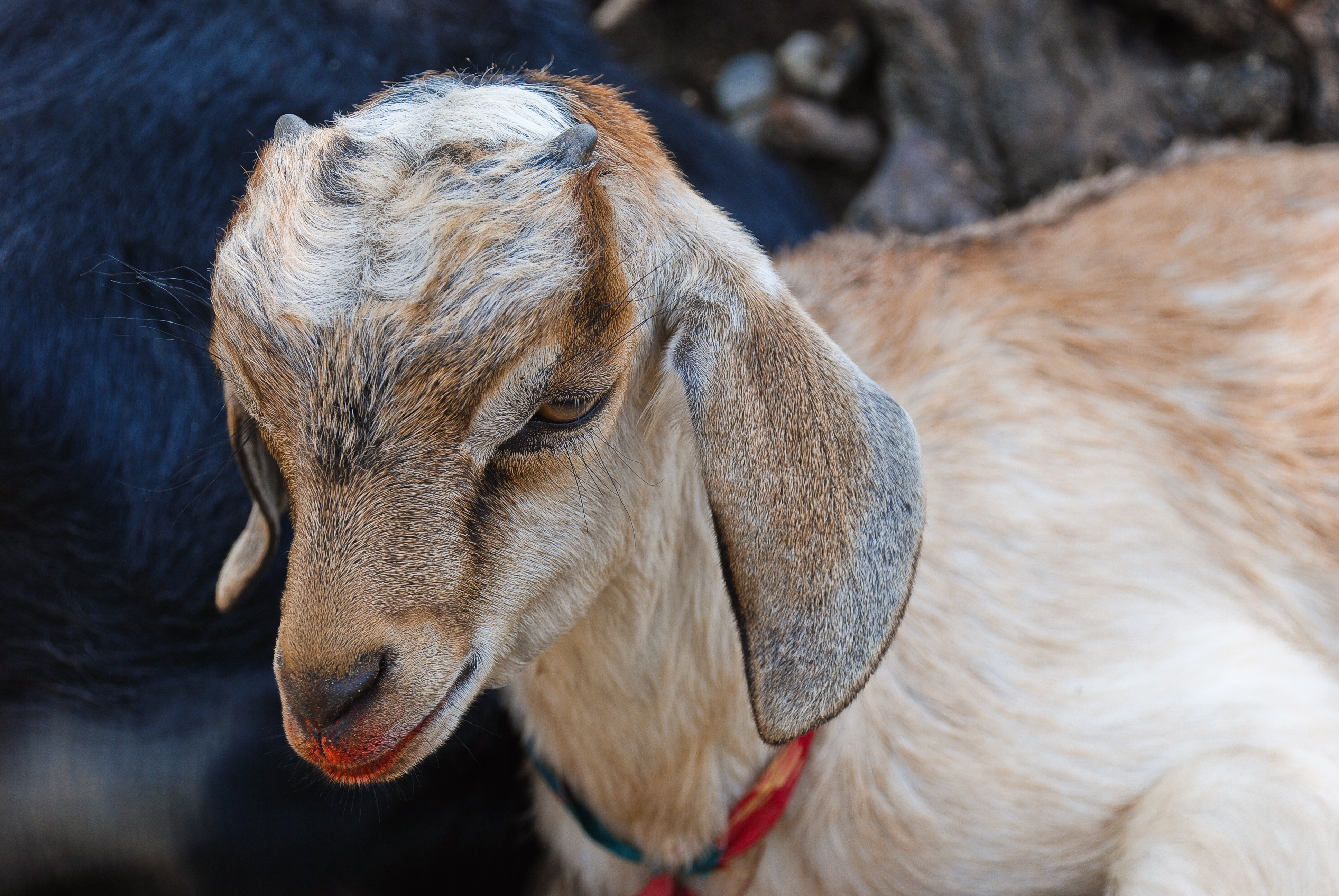 Goat kid 2