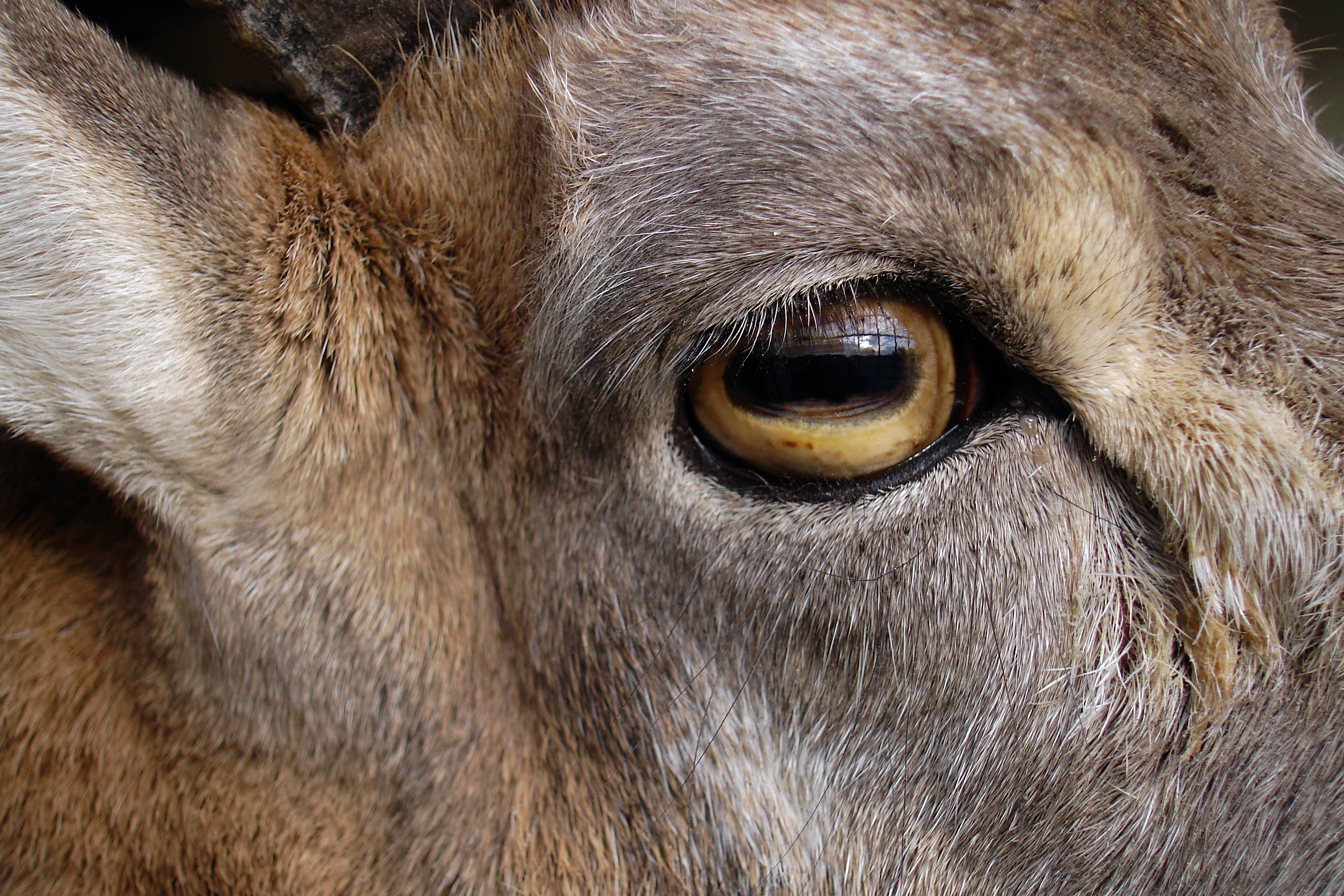 Goat بز 01