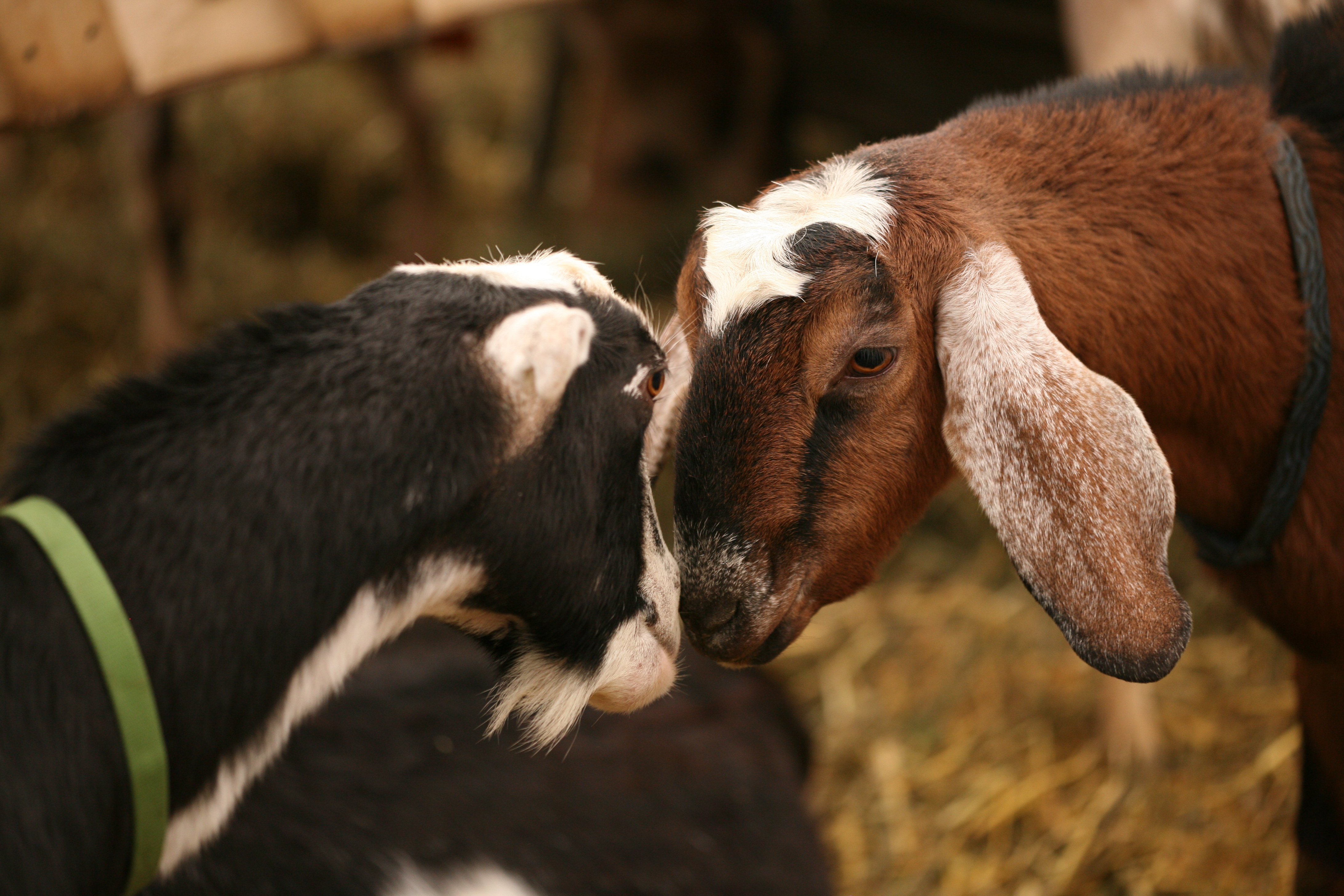 Goats head to head