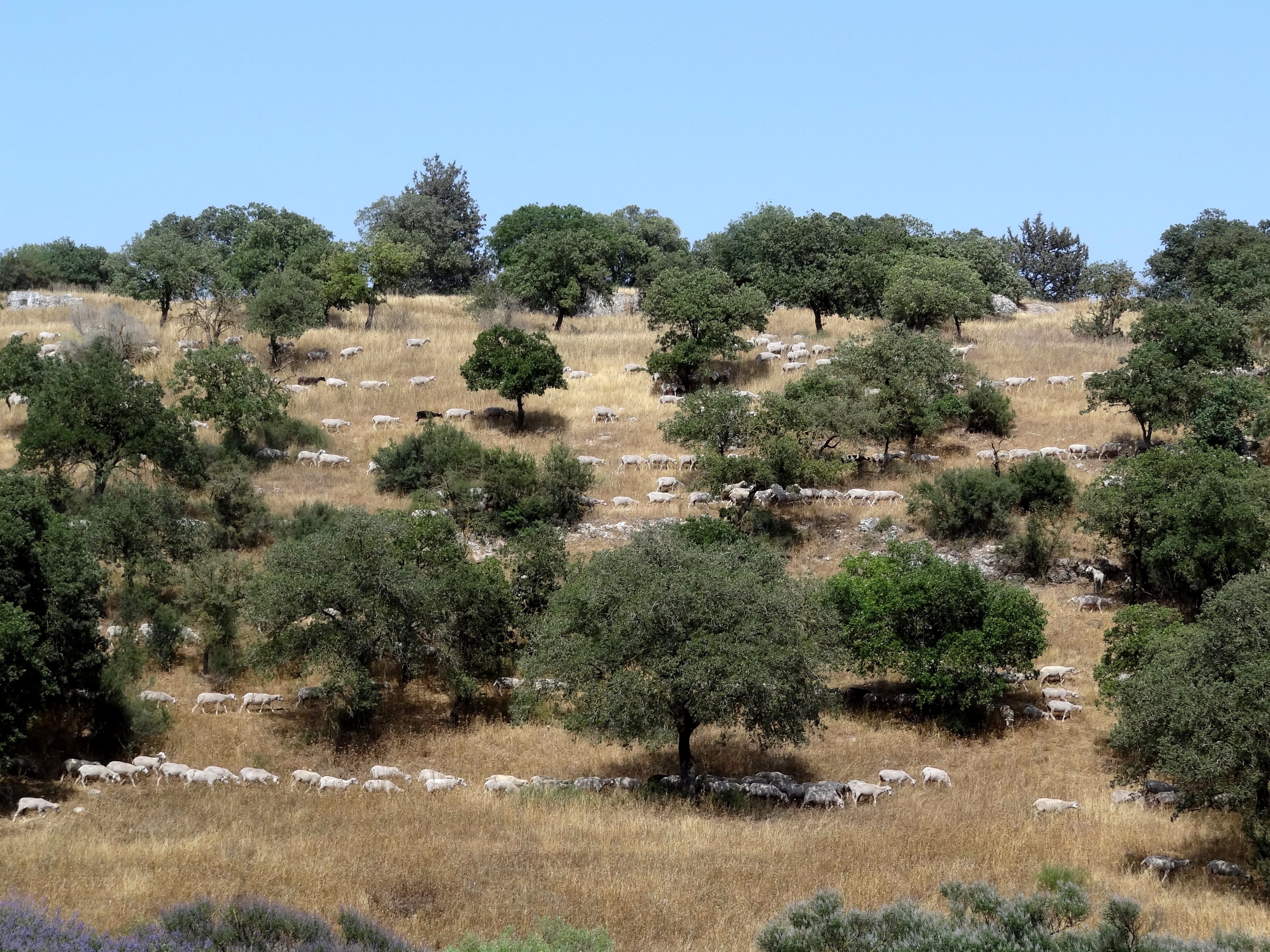 Goats herd in Nahal Hashiva (4)