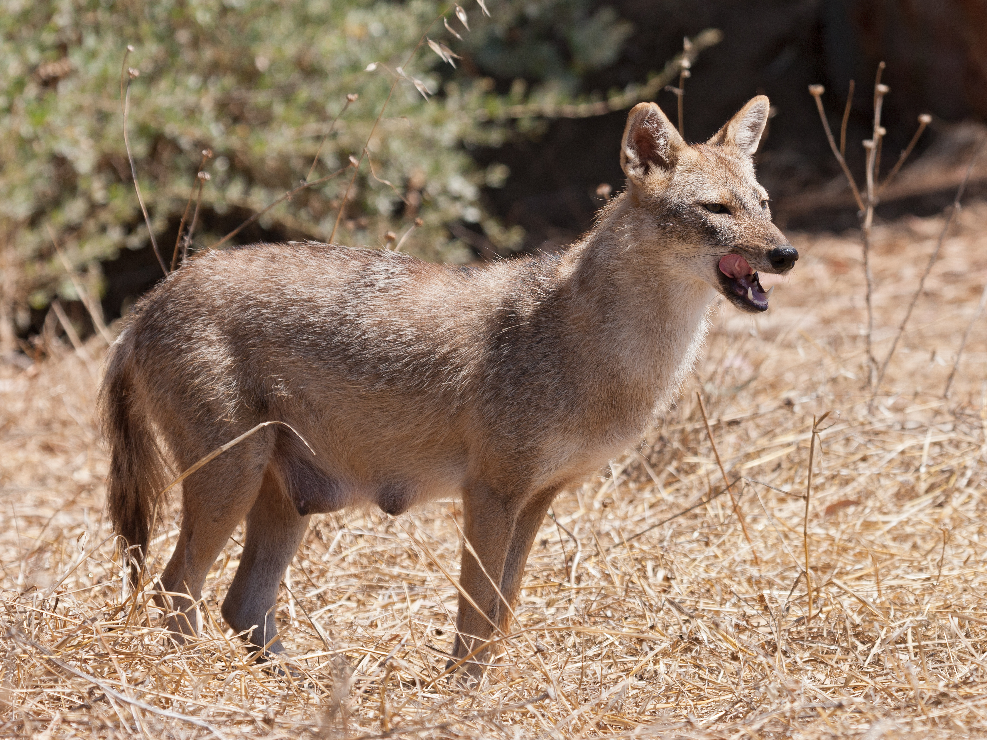 Golden jackal female