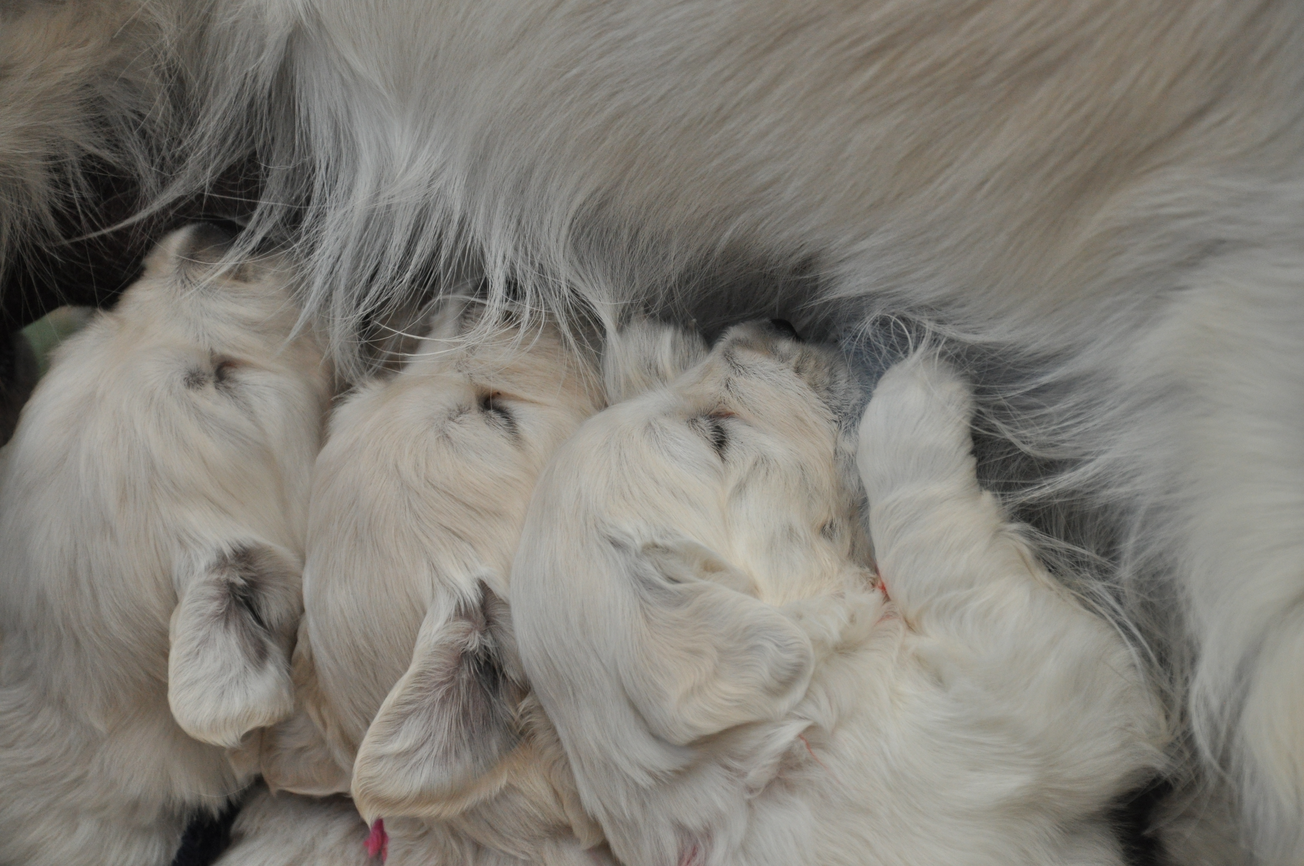 Golden retriever puppies 4 wk
