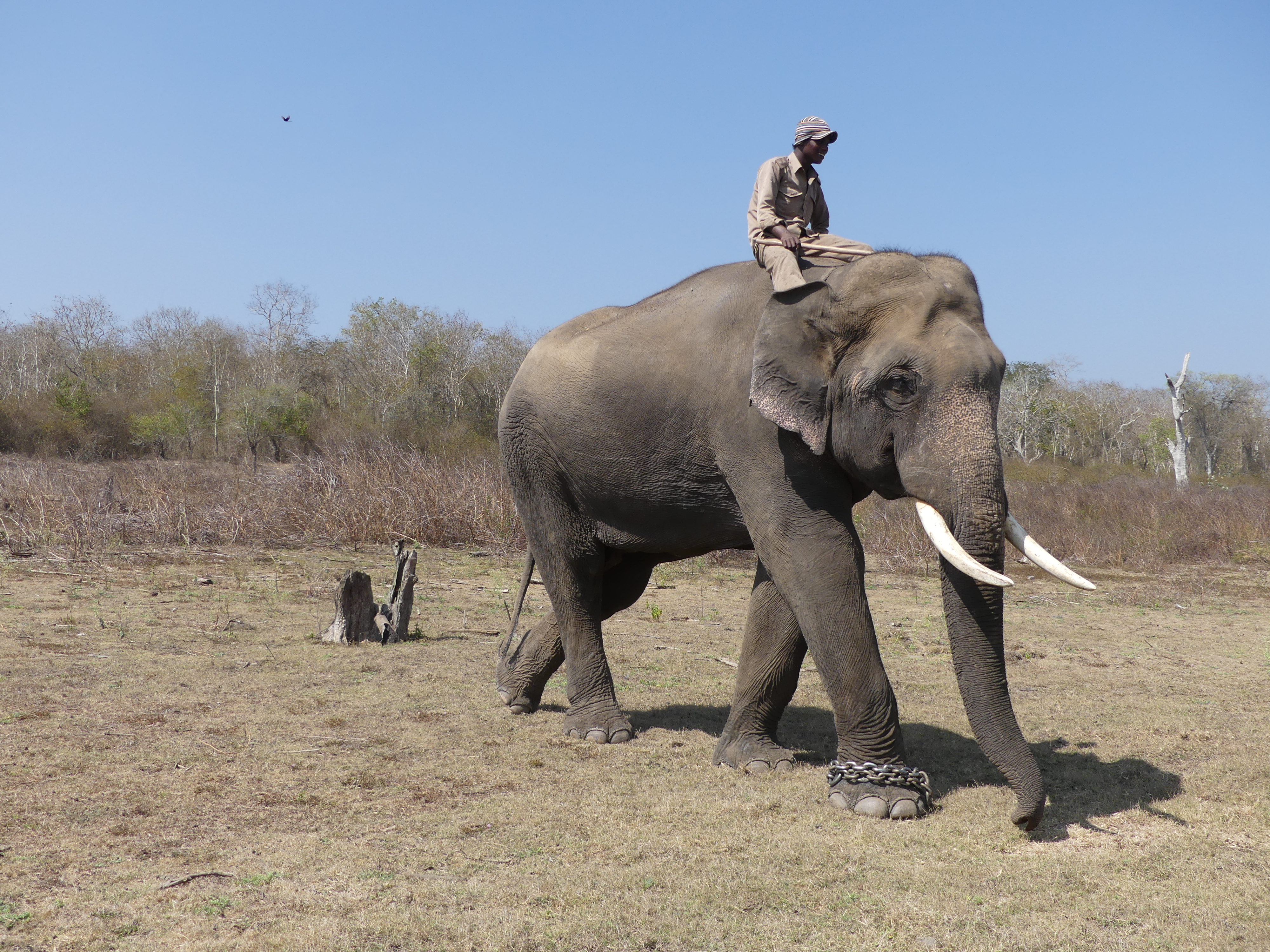 Gopalswamy, 35 year old tusker, Nagarahole TR AJTJ P1080603