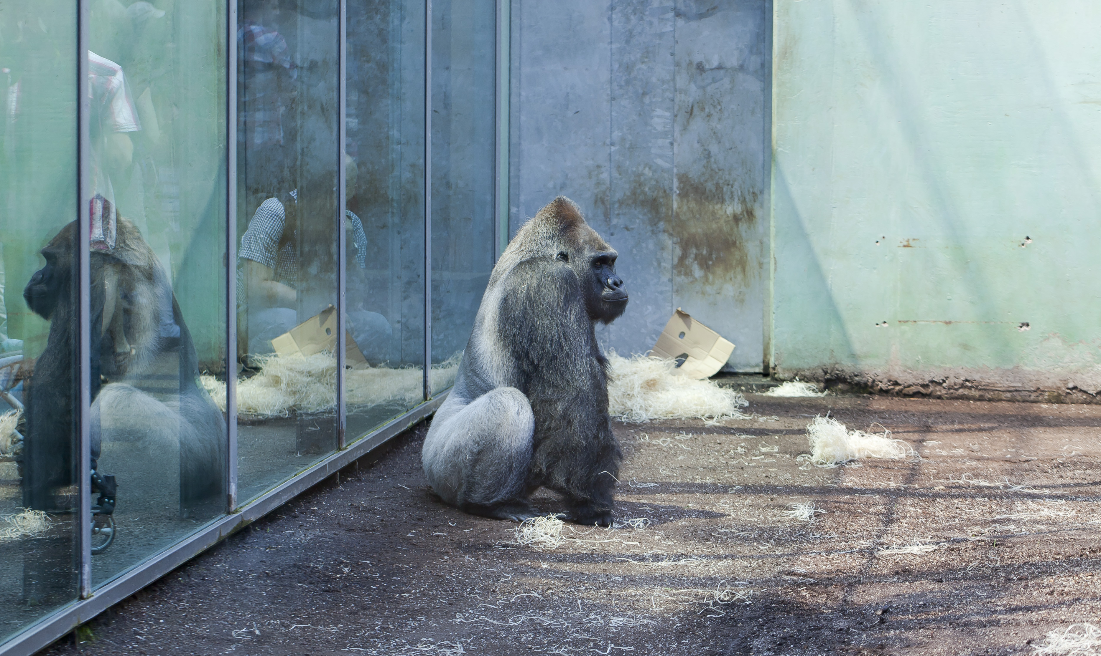 Gorila occidental (Gorilla gorilla), Tierpark Hellabrunn, Múnich, Alemania, 2012-06-17, DD 01