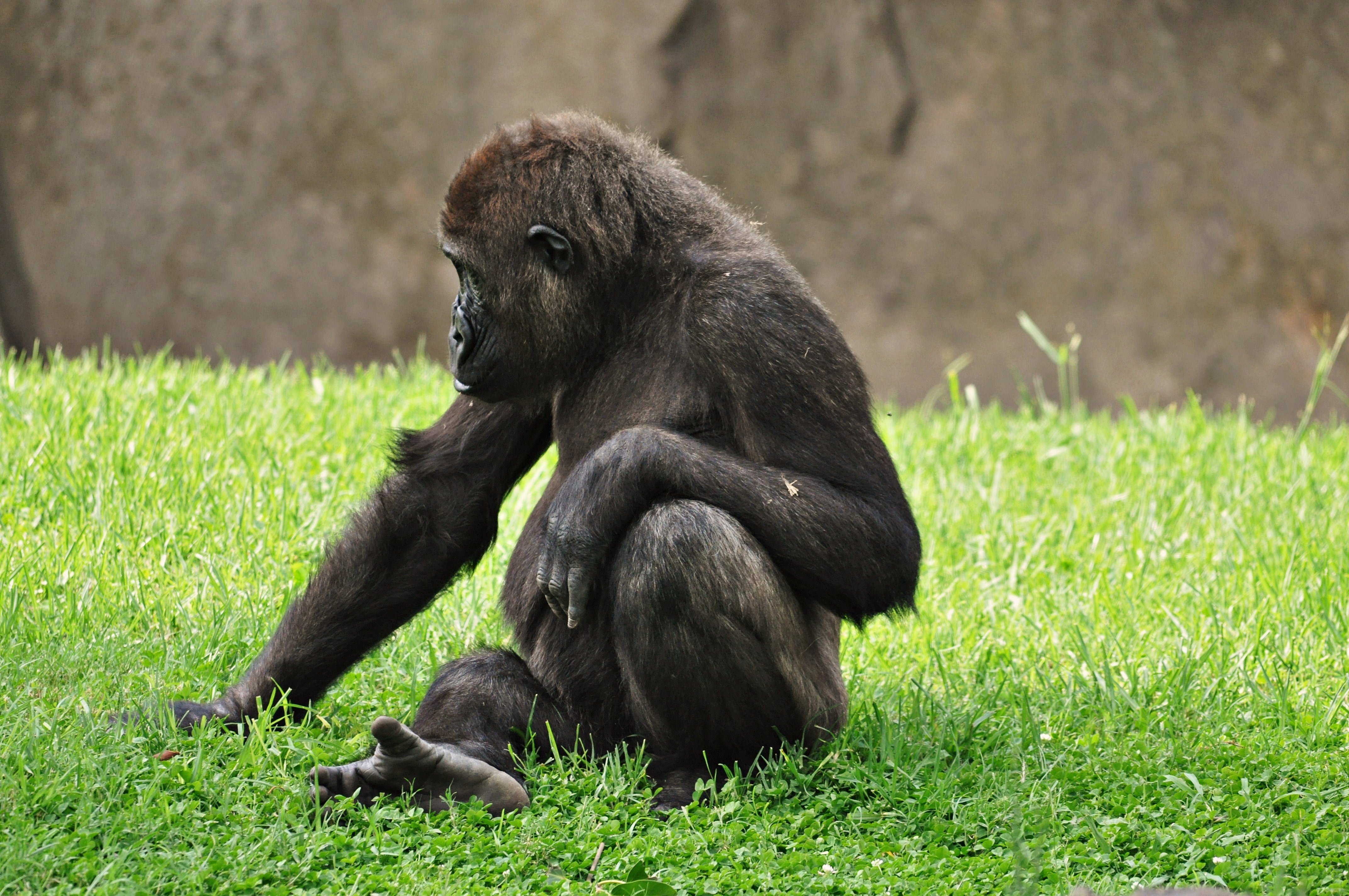 Gorilla-bioparc-valencia-2012