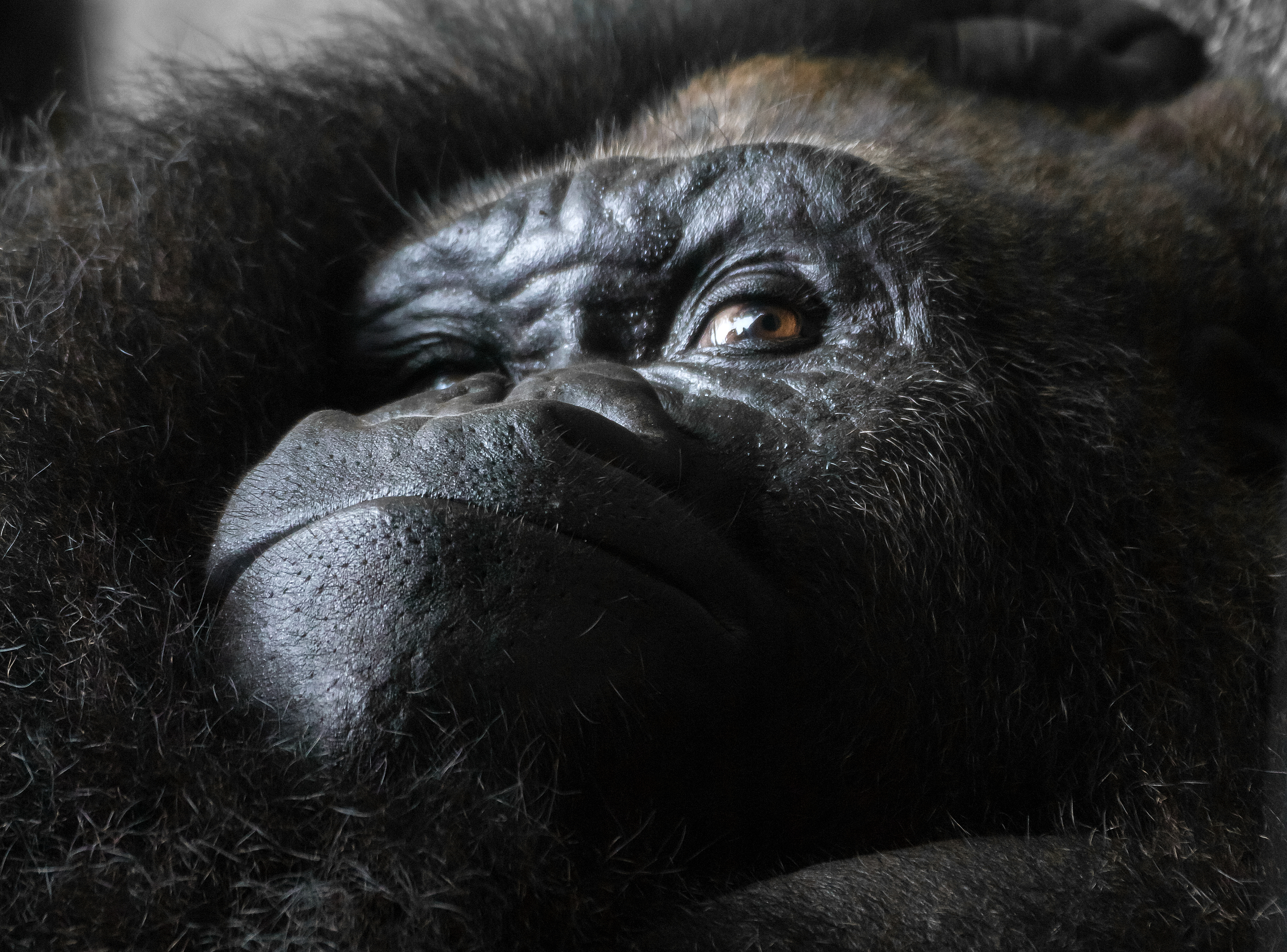 Gorilla gorilla gorilla - Loro Parque 01