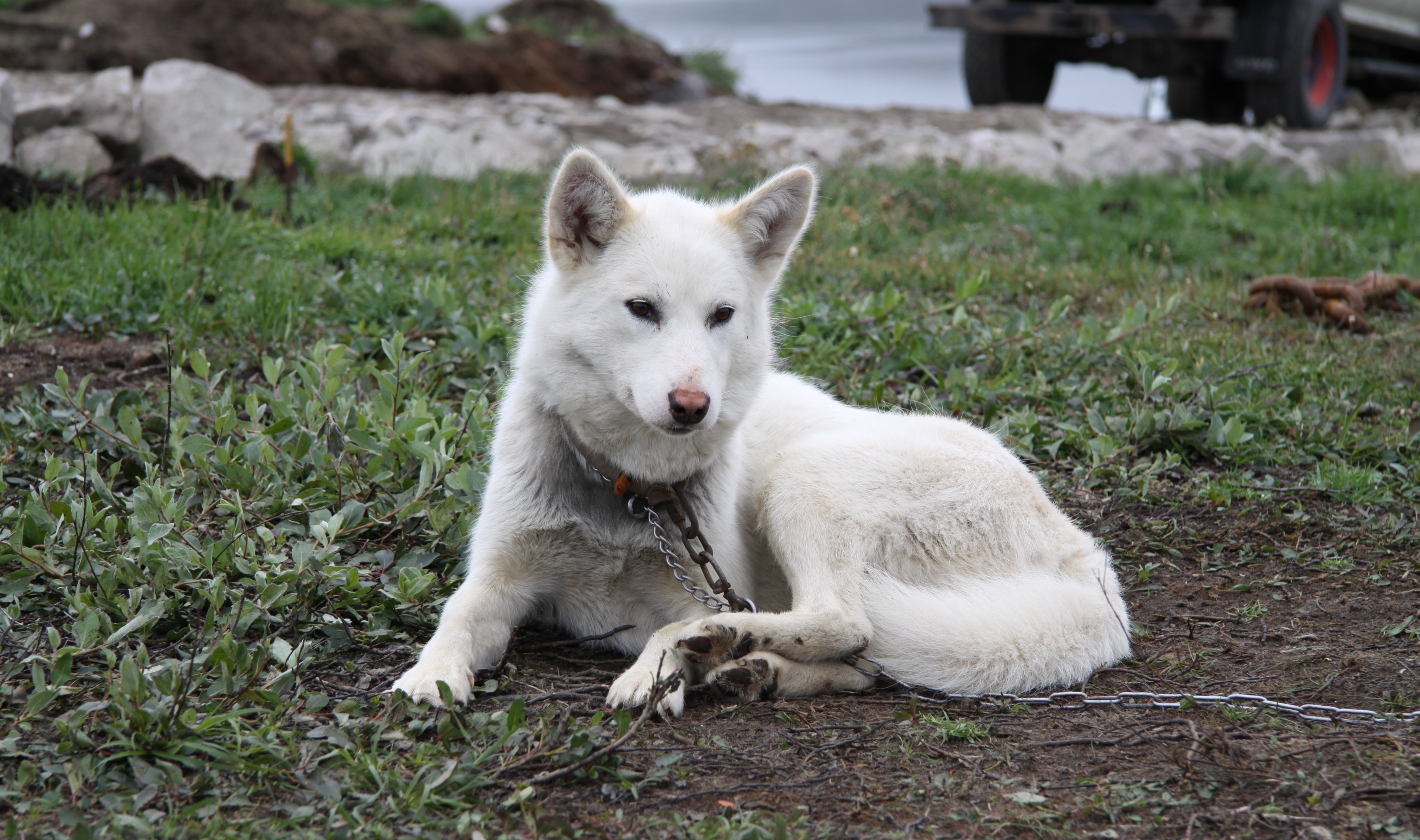 Grønlandshund in Sisimiut (8)