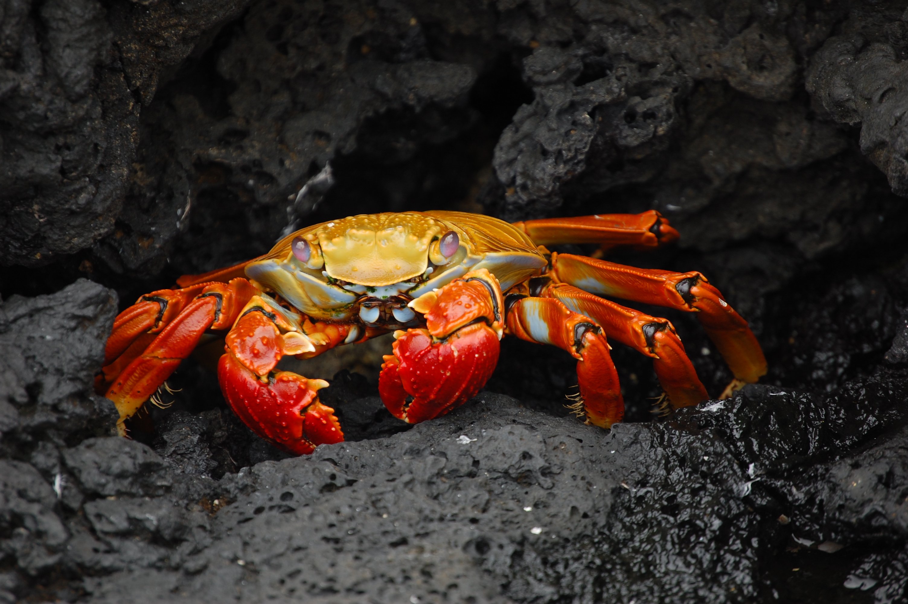 Grapsus grapsus Galapagos Islands