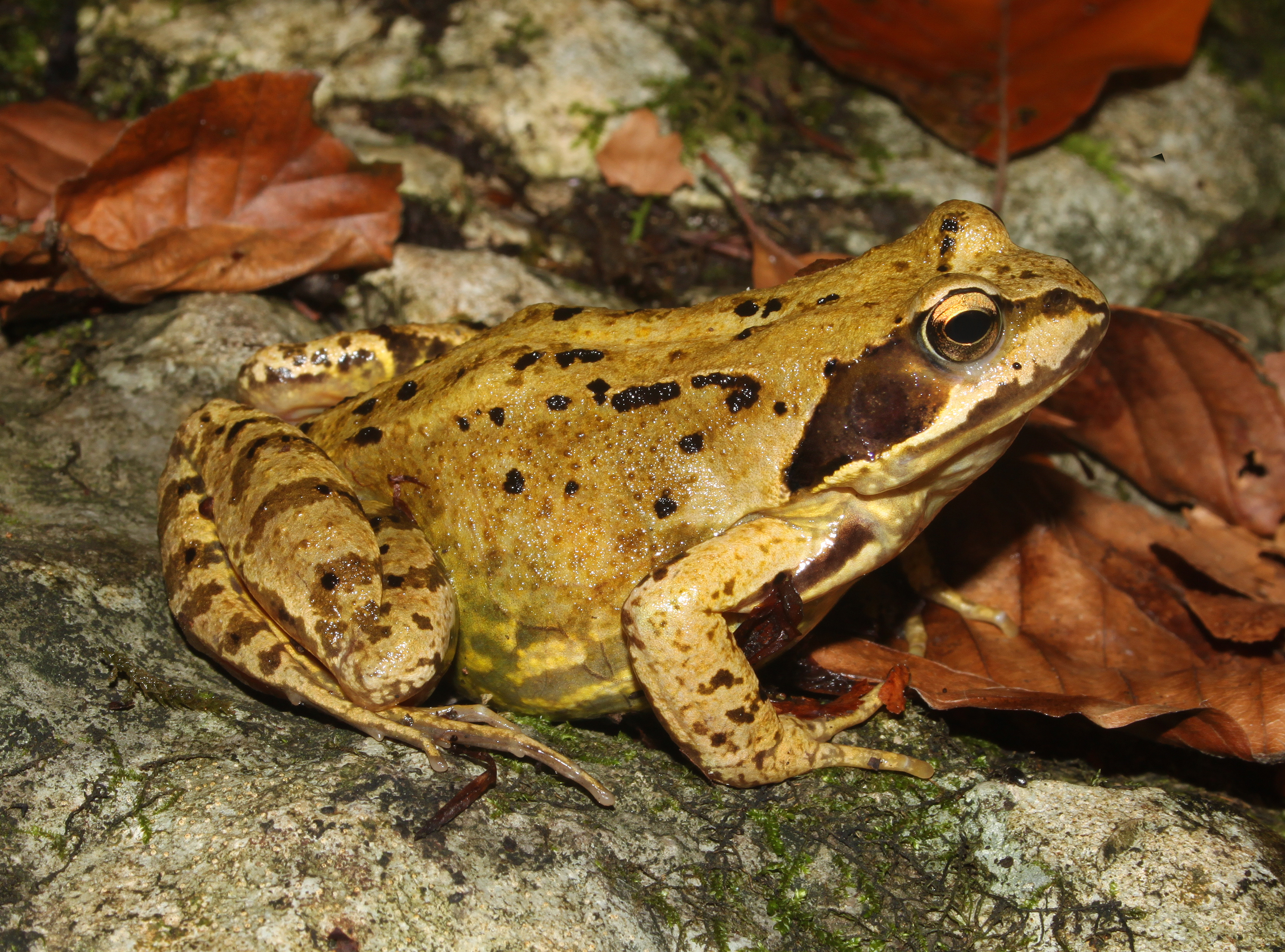 Grasfrosch-Rana-temporaria-adult