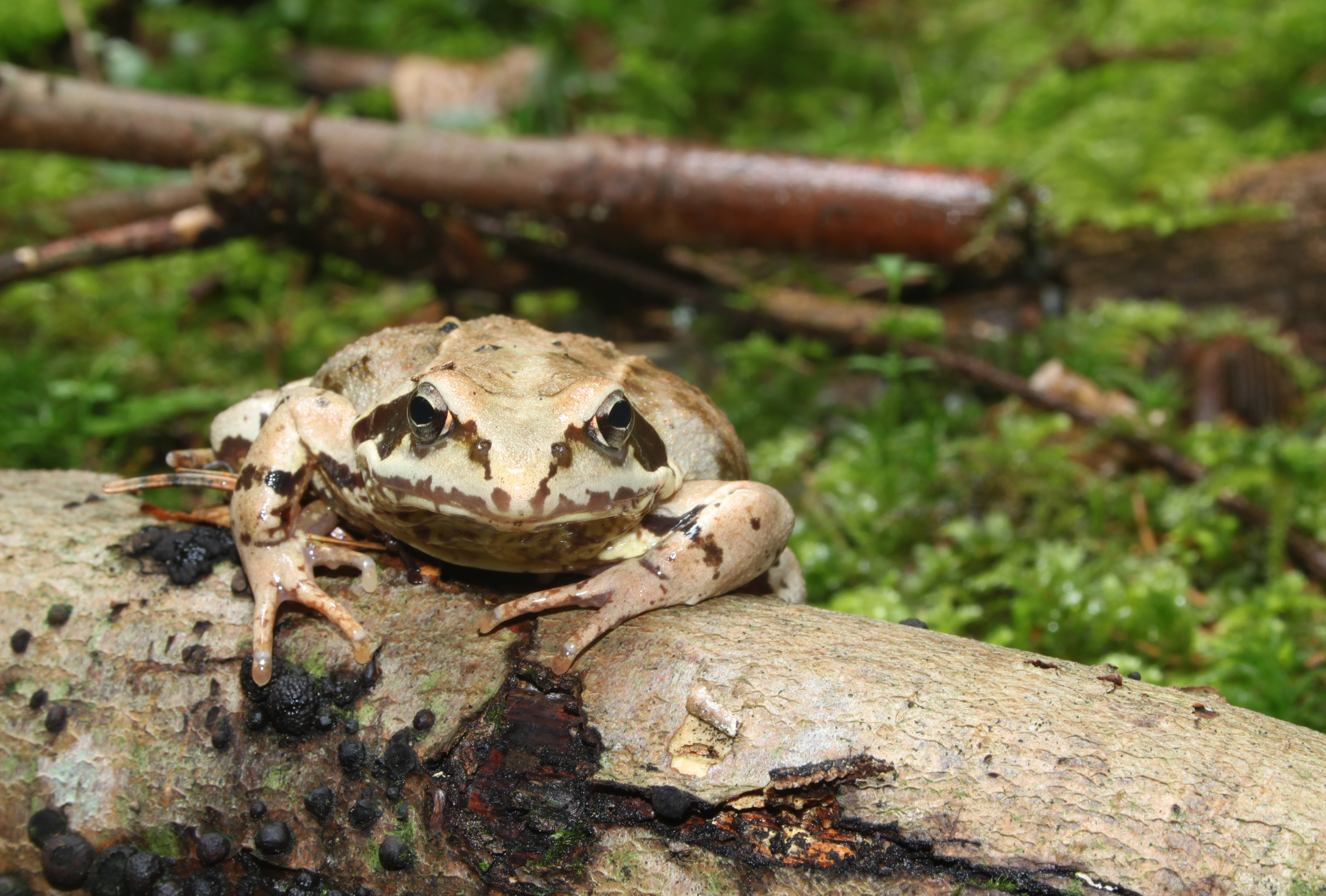 Grasfrosch-Rana-temporaria-front