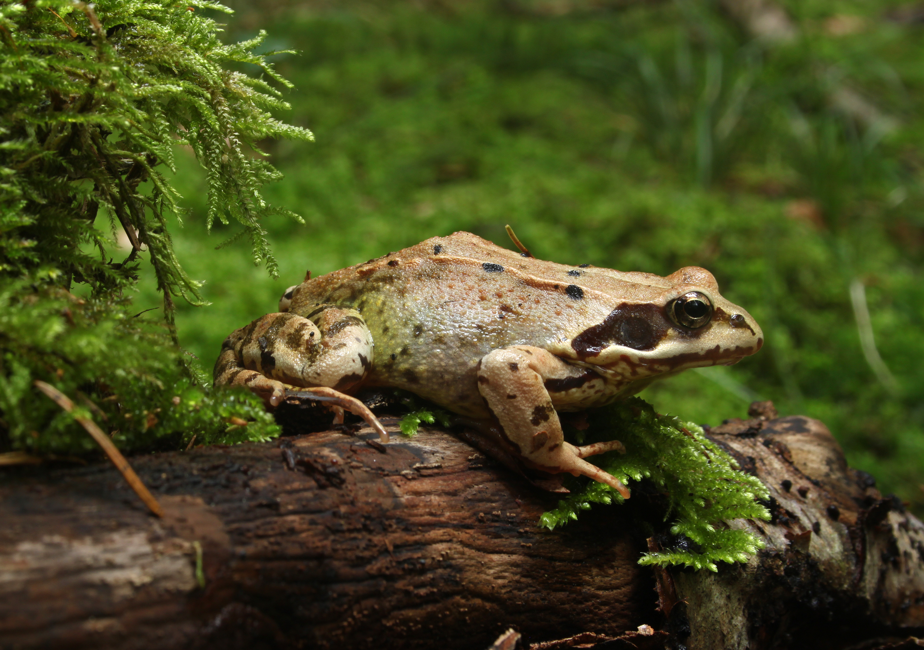 Grasfrosch-Rana-temporaria-side