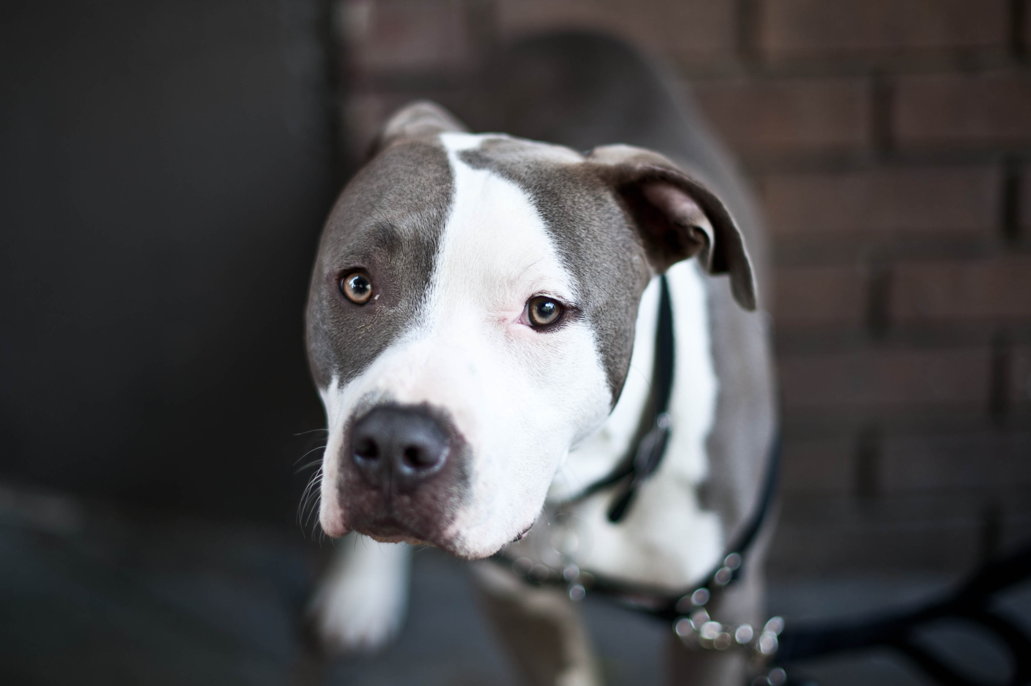 Gray Pit